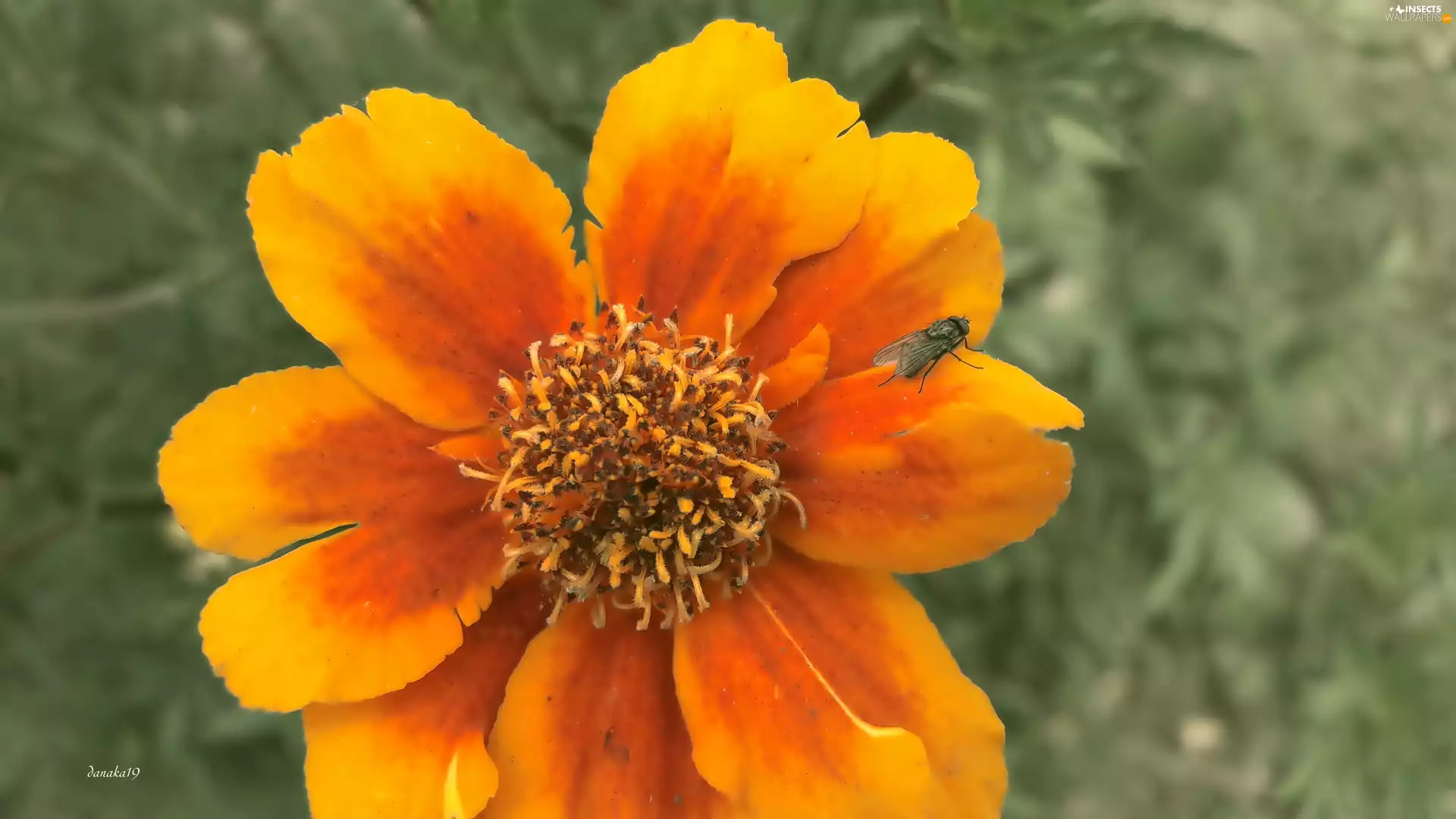 Insect, fly, Orange, Tagetes, Colourfull Flowers