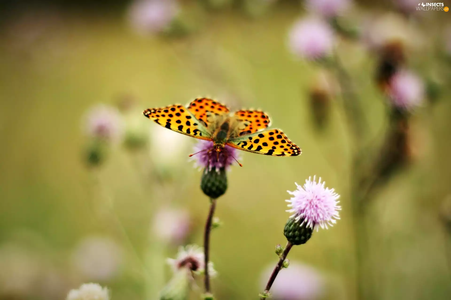 teasel, butterfly