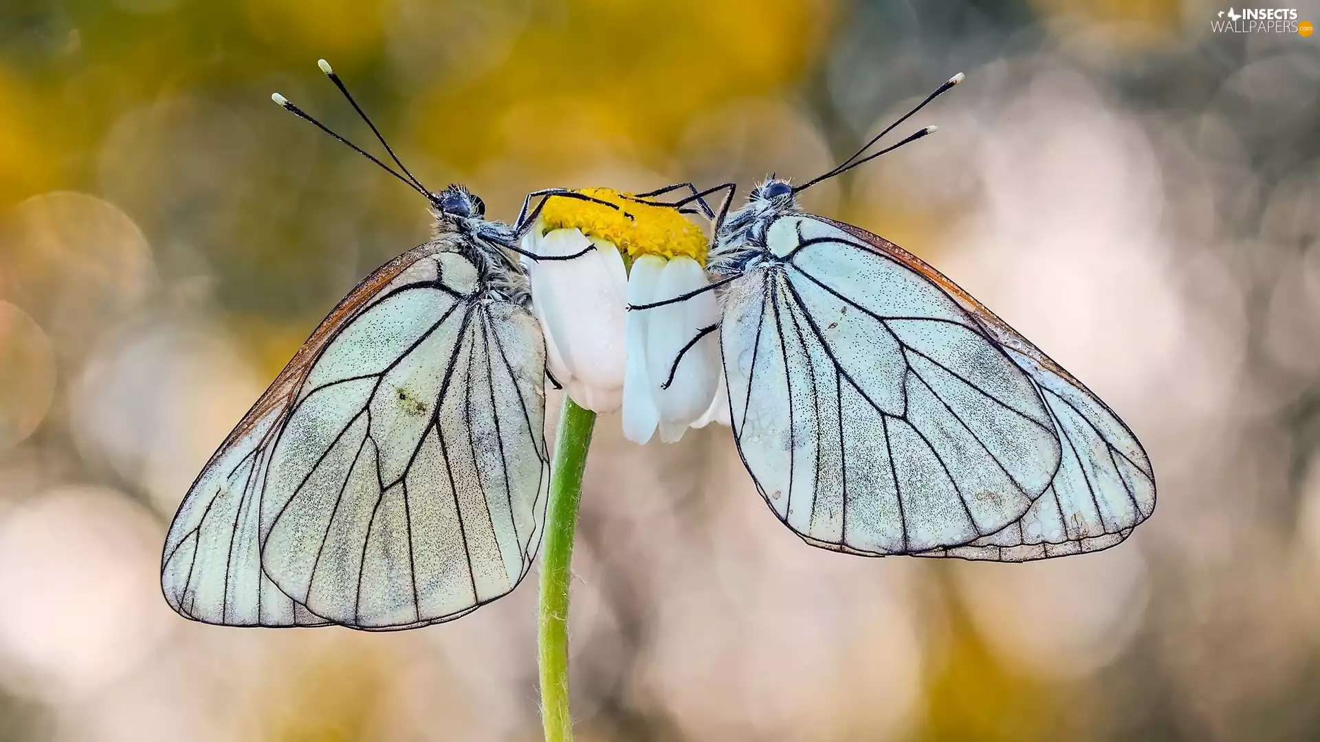 Two cars, Pereute telthusa, Colourfull Flowers, butterflies