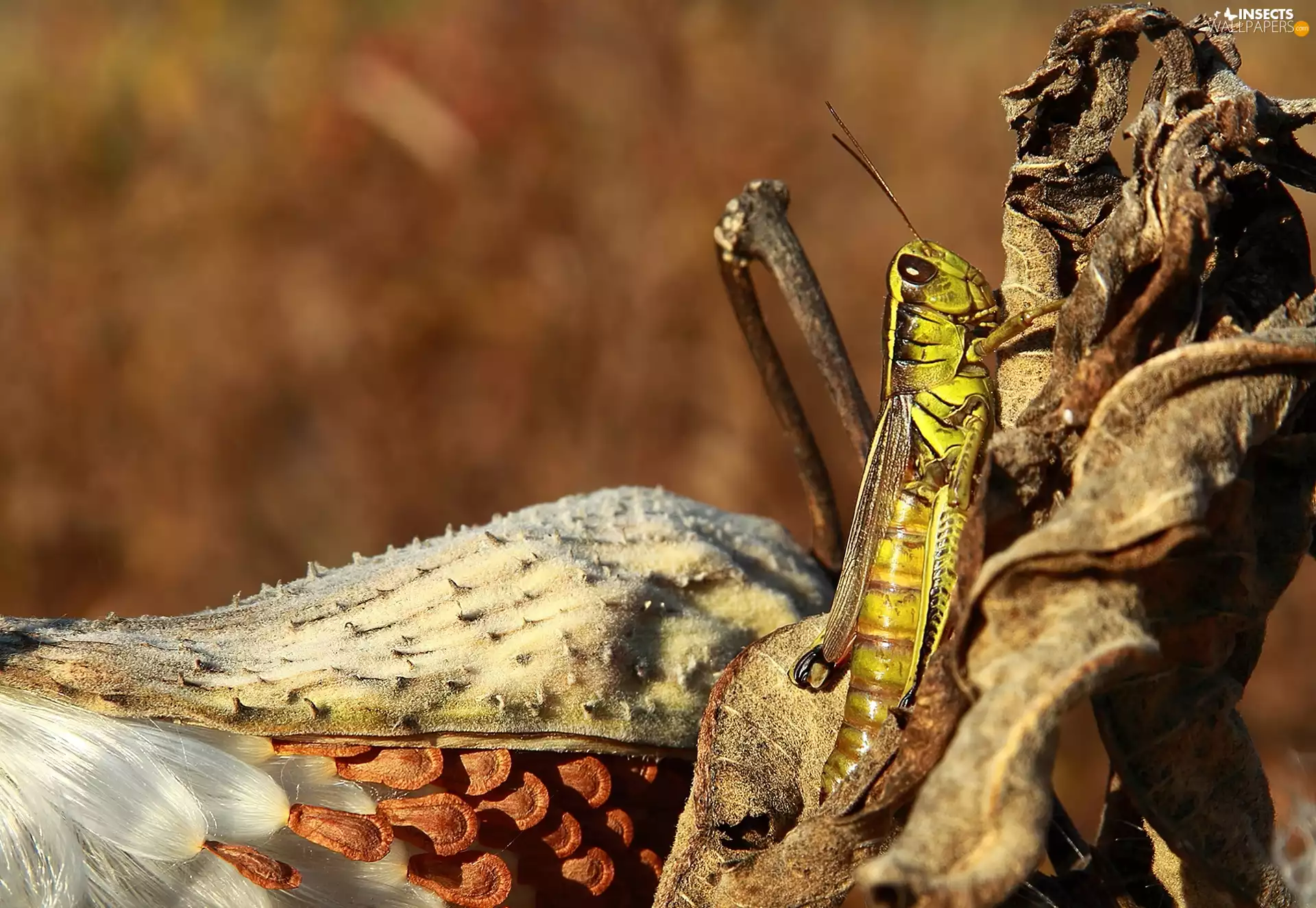 tentacles, locust, Itinerant