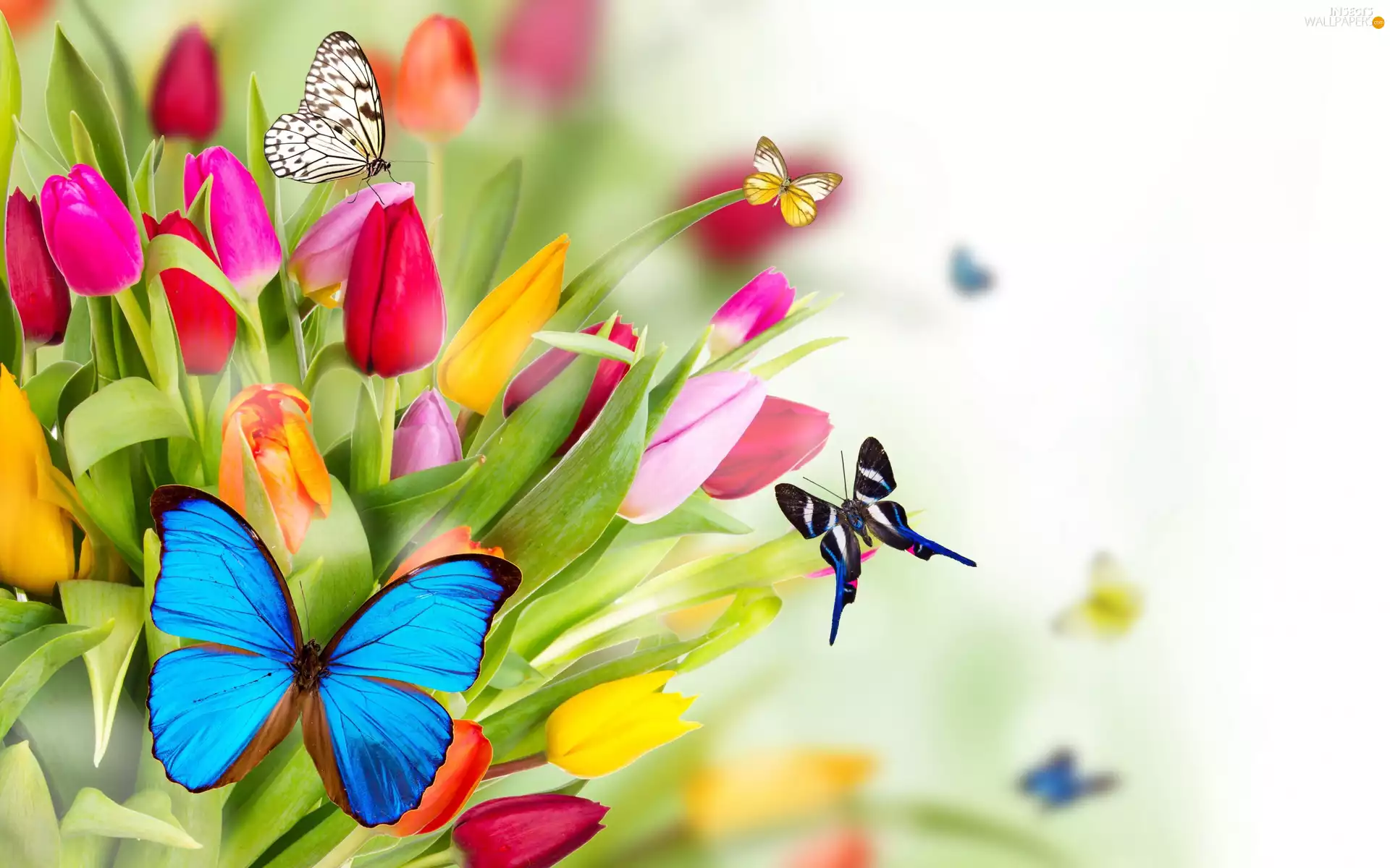 texture, Tulips, butterflies