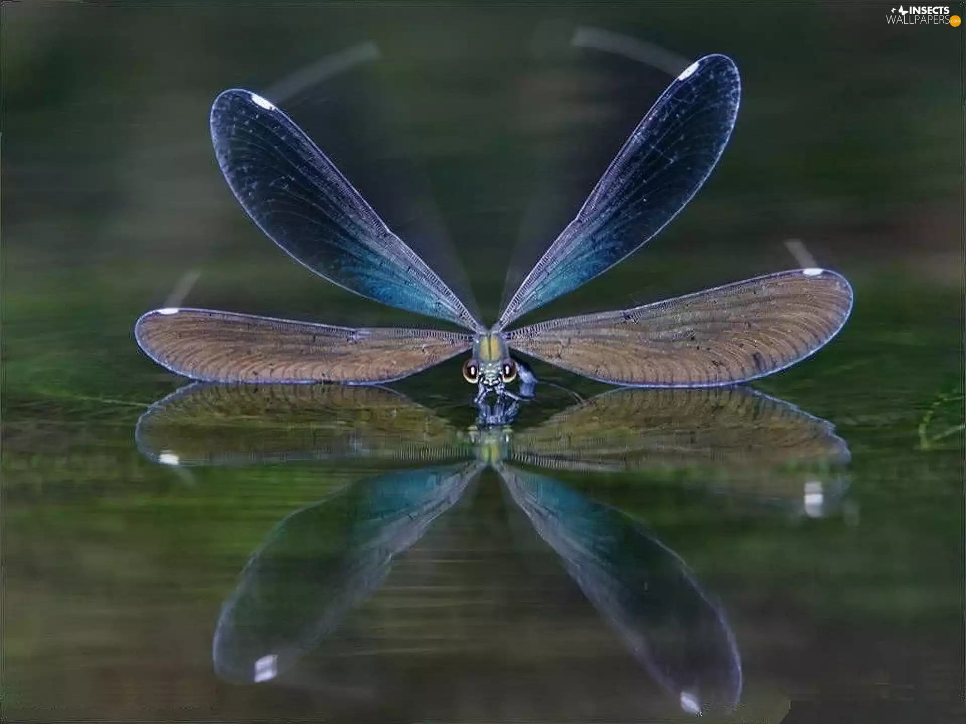 water, the flying, dragon-fly