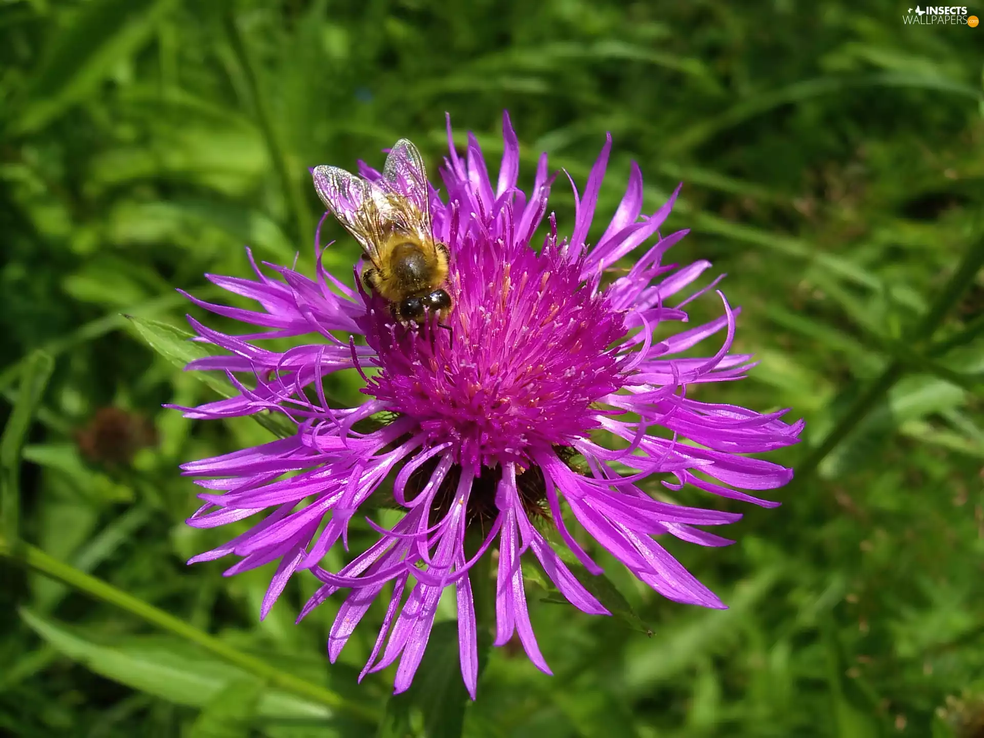 bee, Colourfull Flowers, thistle