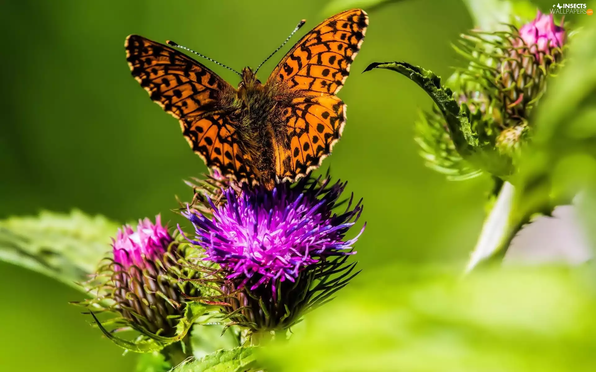 Thistles, color, butterfly