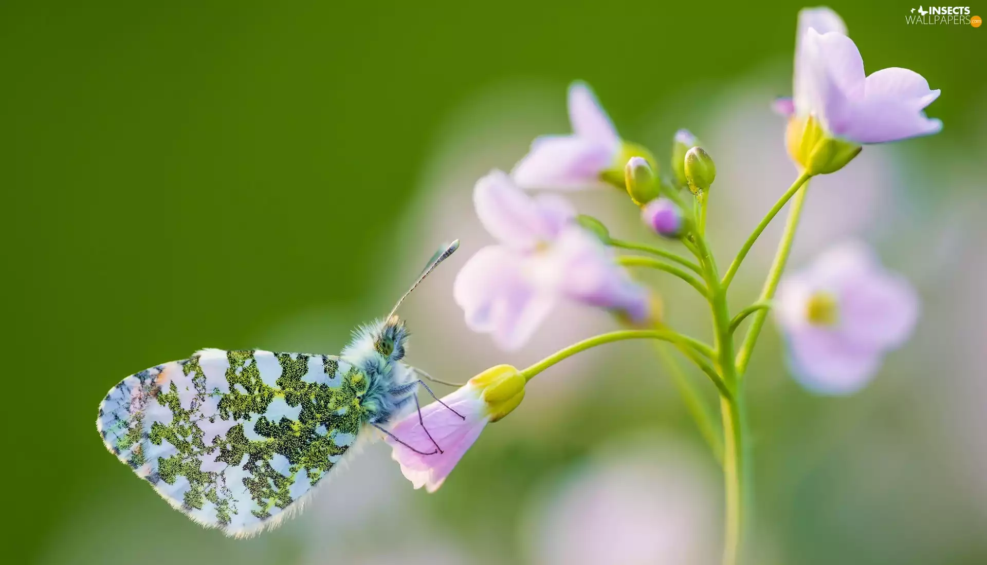 Flower, butterfly, Orange Tip