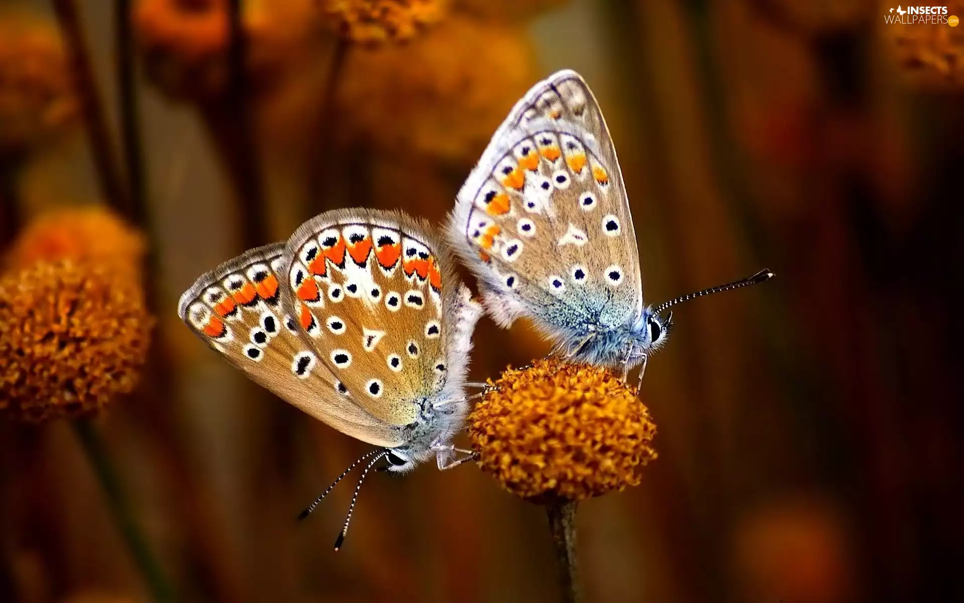 blue tits, Two cars, butterflies