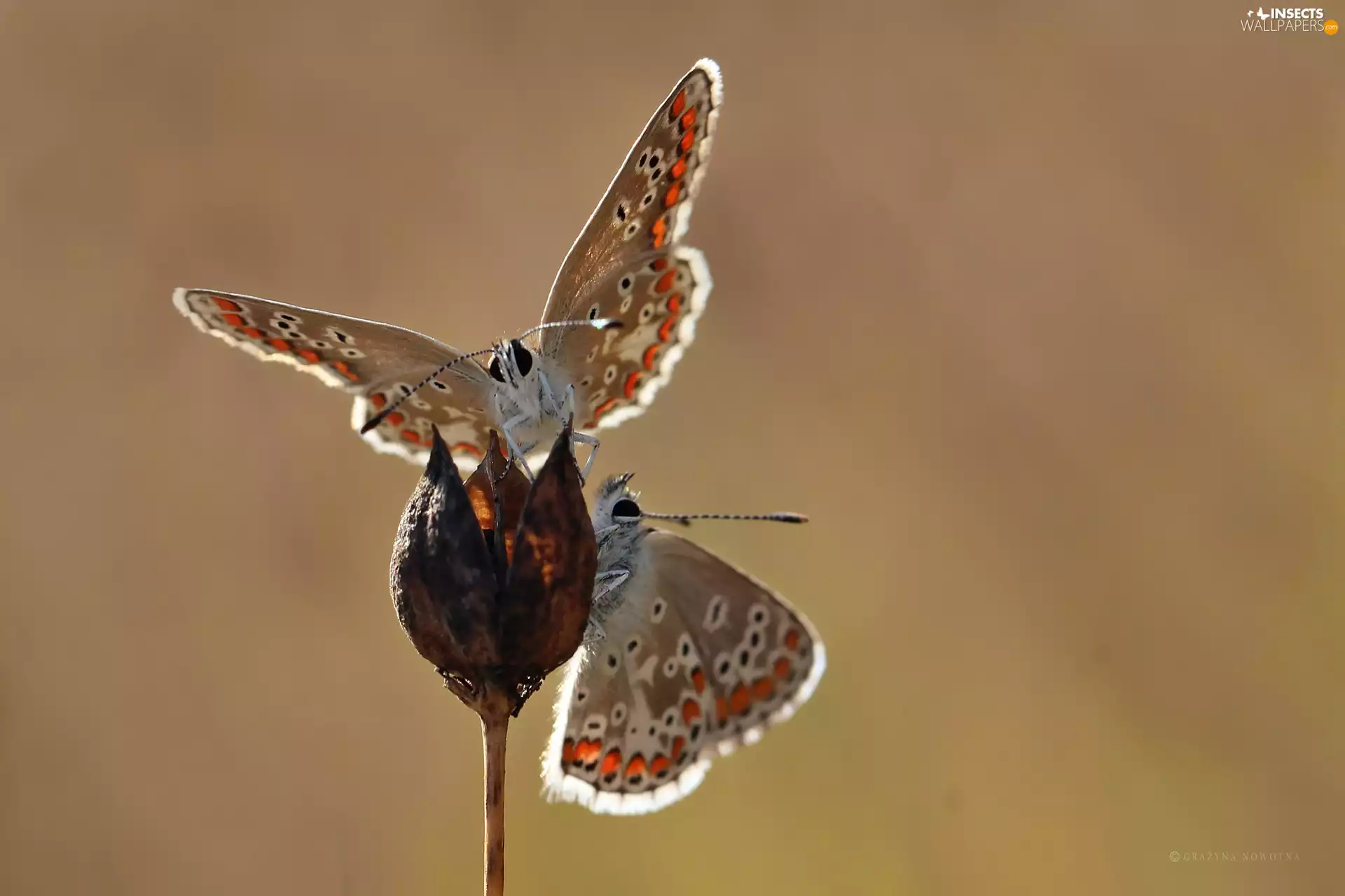 blue tits, Two cars, butterflies