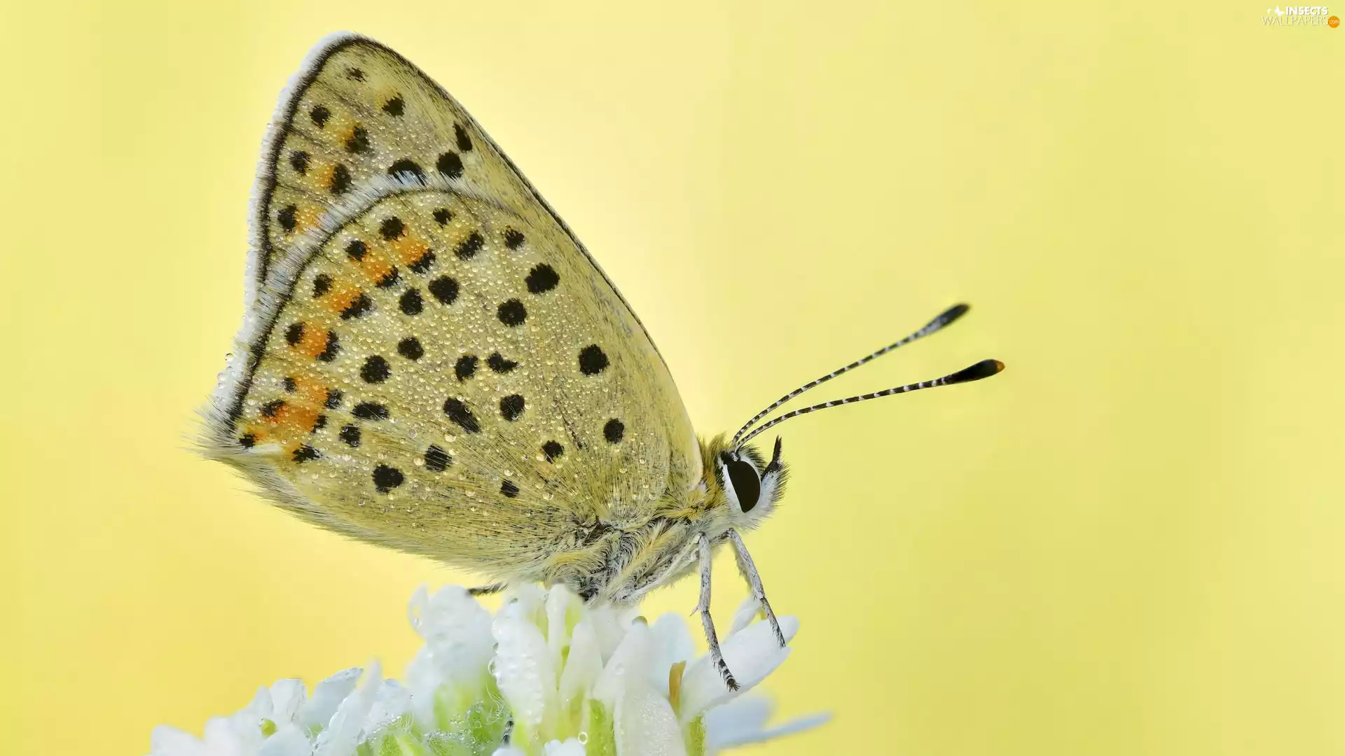 blur, Close, Lycaena Tityrus, Colourfull Flowers, butterfly