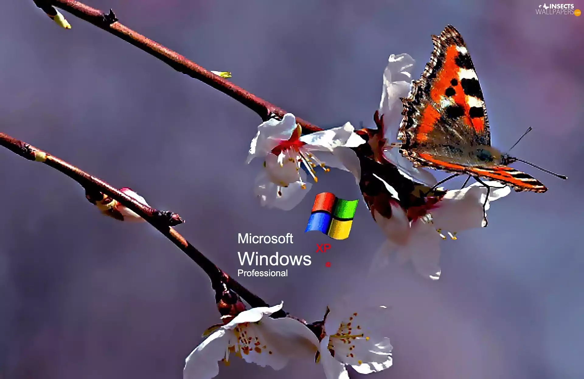 Logo XP, Small Tortoiseshell, Colourfull Flowers, butterfly