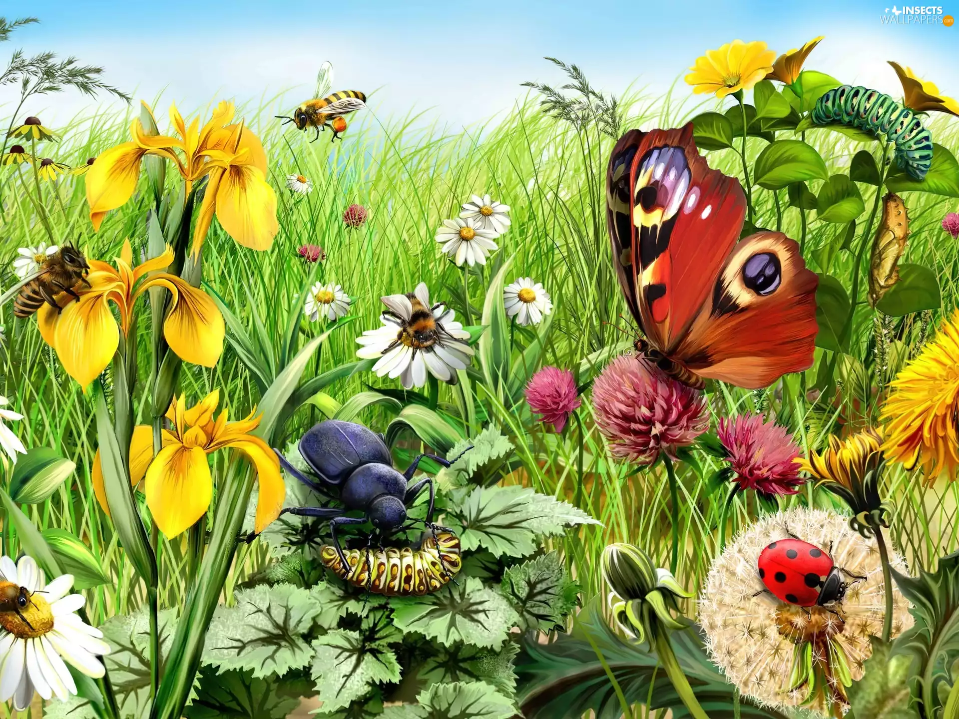 ladybird, tracks, Flowers, butterfly, Meadow