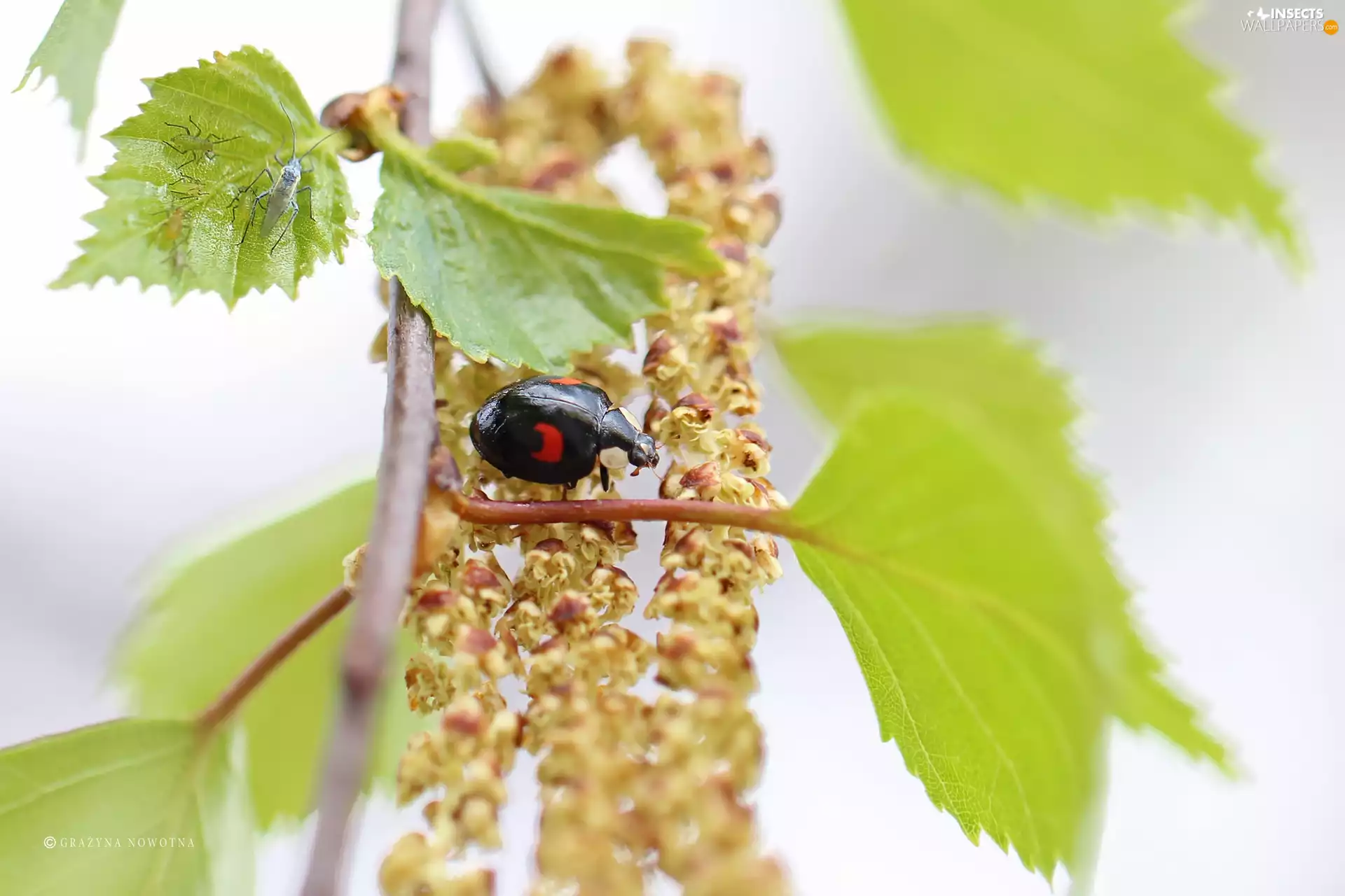 Leaf, ladybird, birch-tree