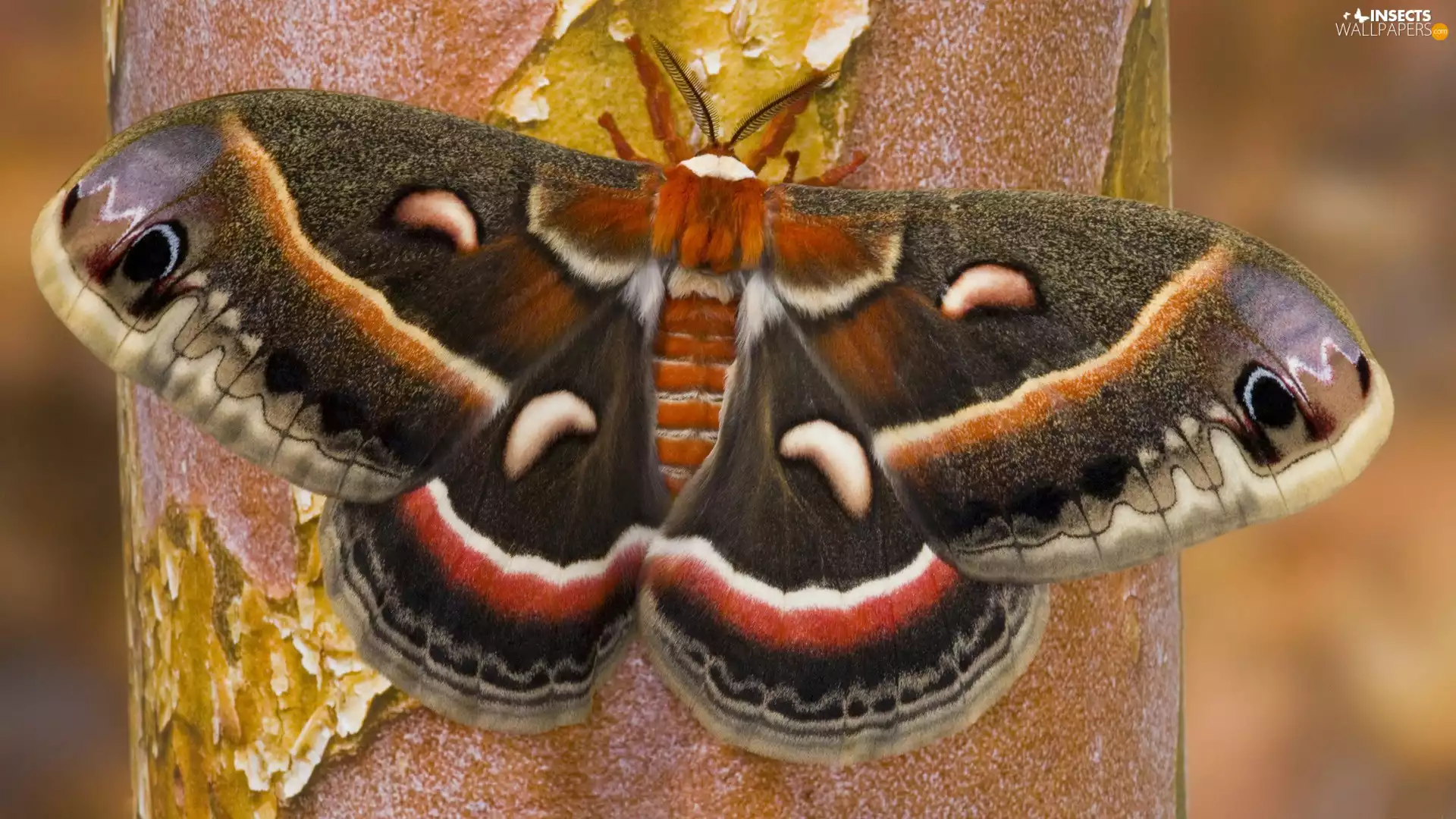 trees, color, butterfly