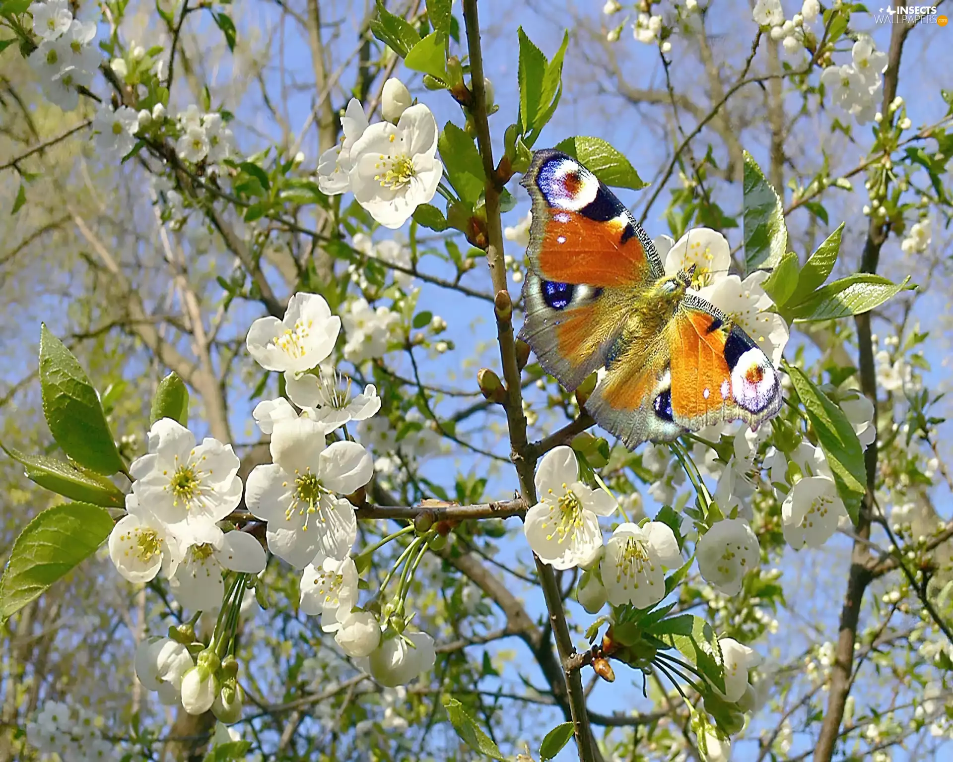 trees, butterfly, flourishing