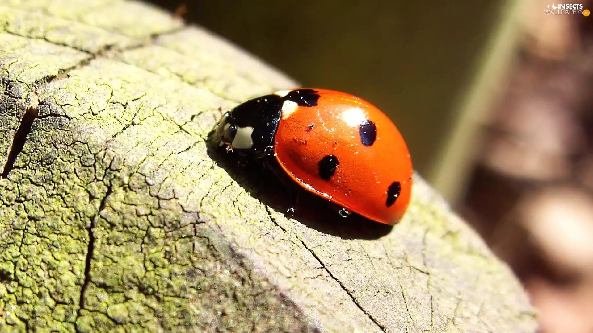 trunk, viewes, ladybird, trees