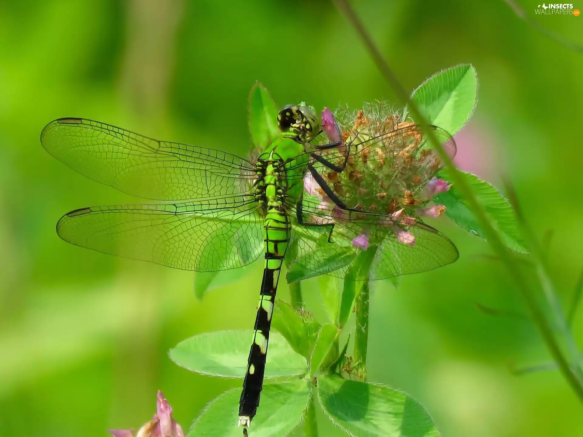 Close, dragon-fly, trefoil
