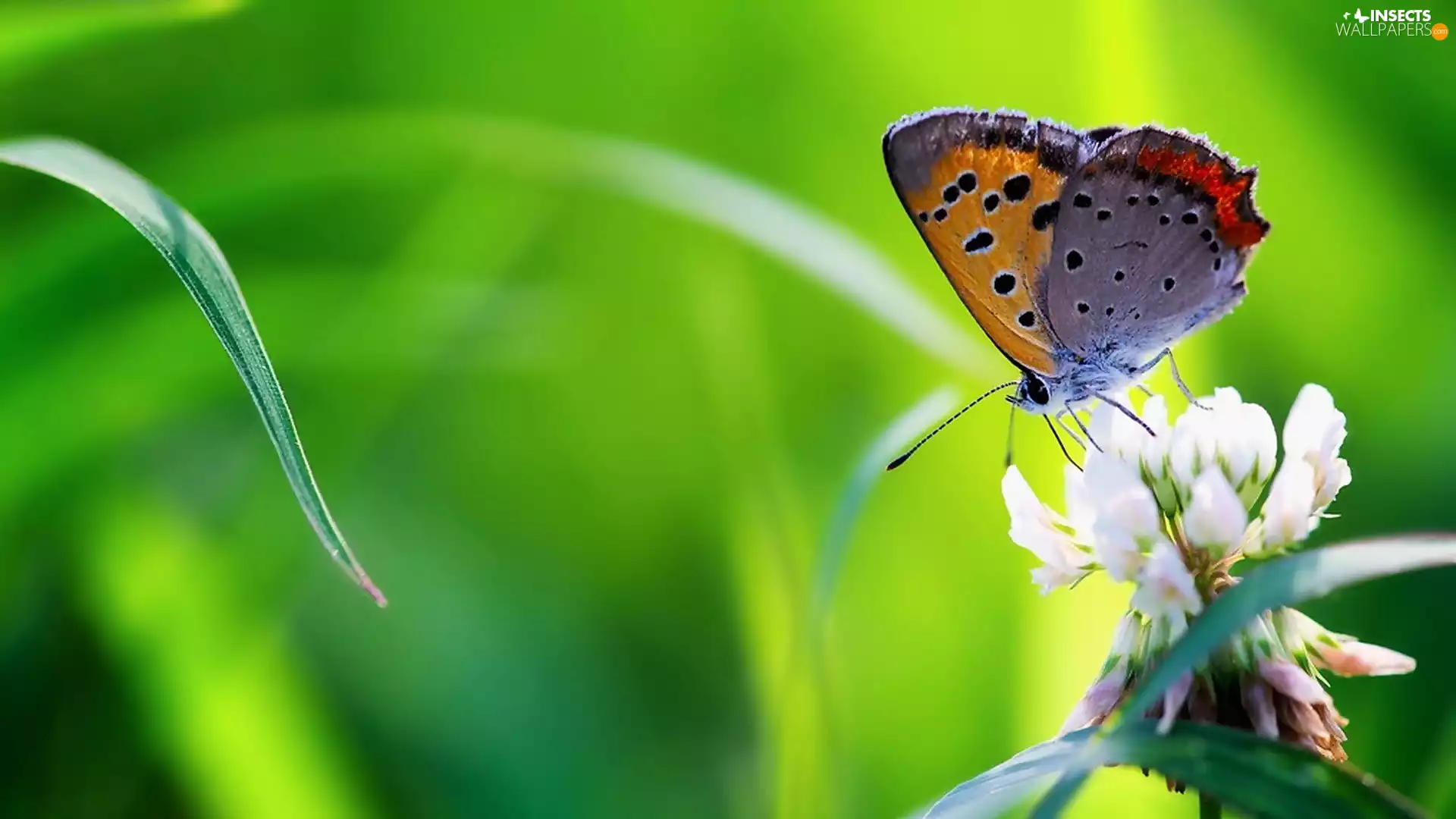 grass, butterfly, Dusky, trefoil
