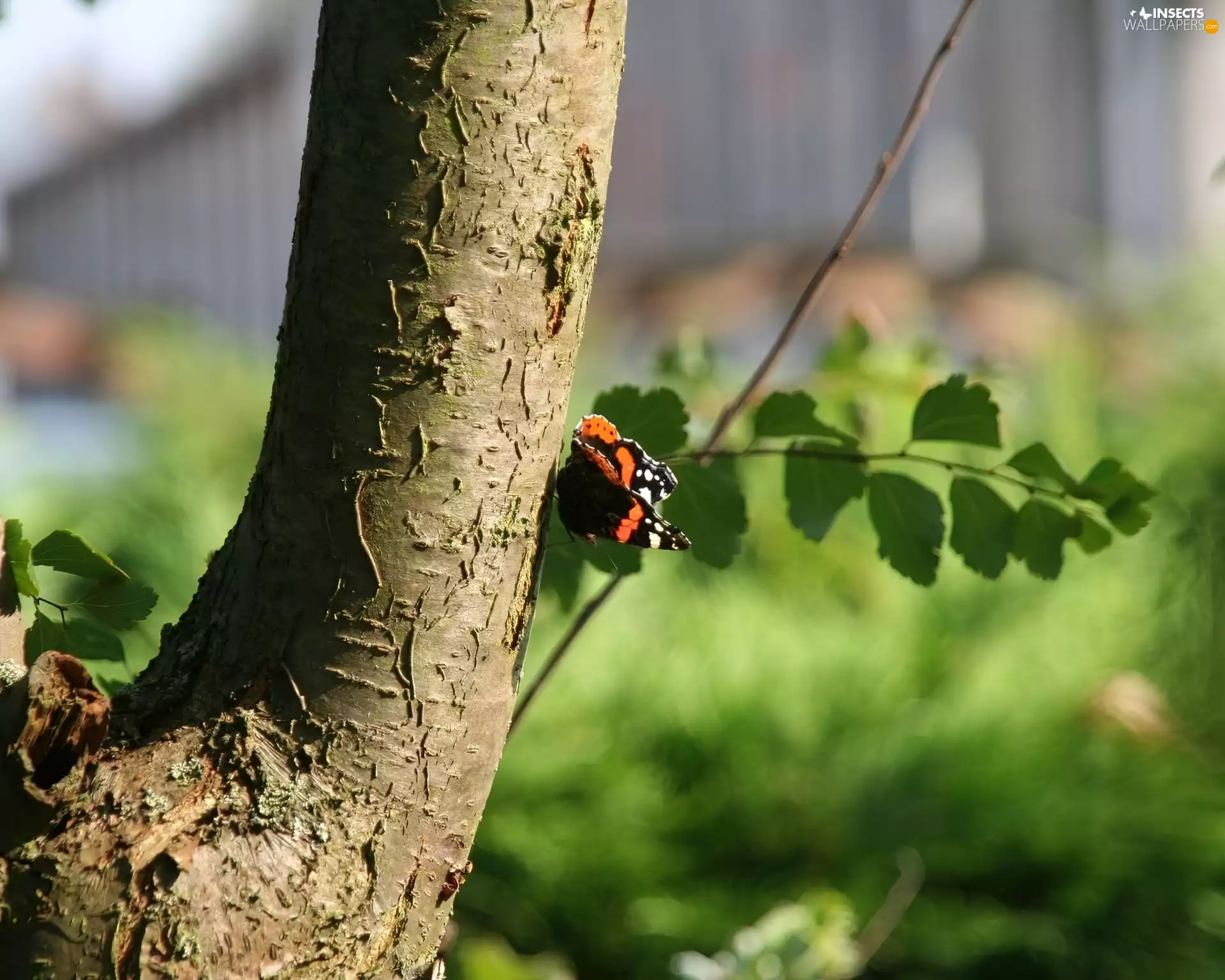 trees, twig, butterfly, trunk