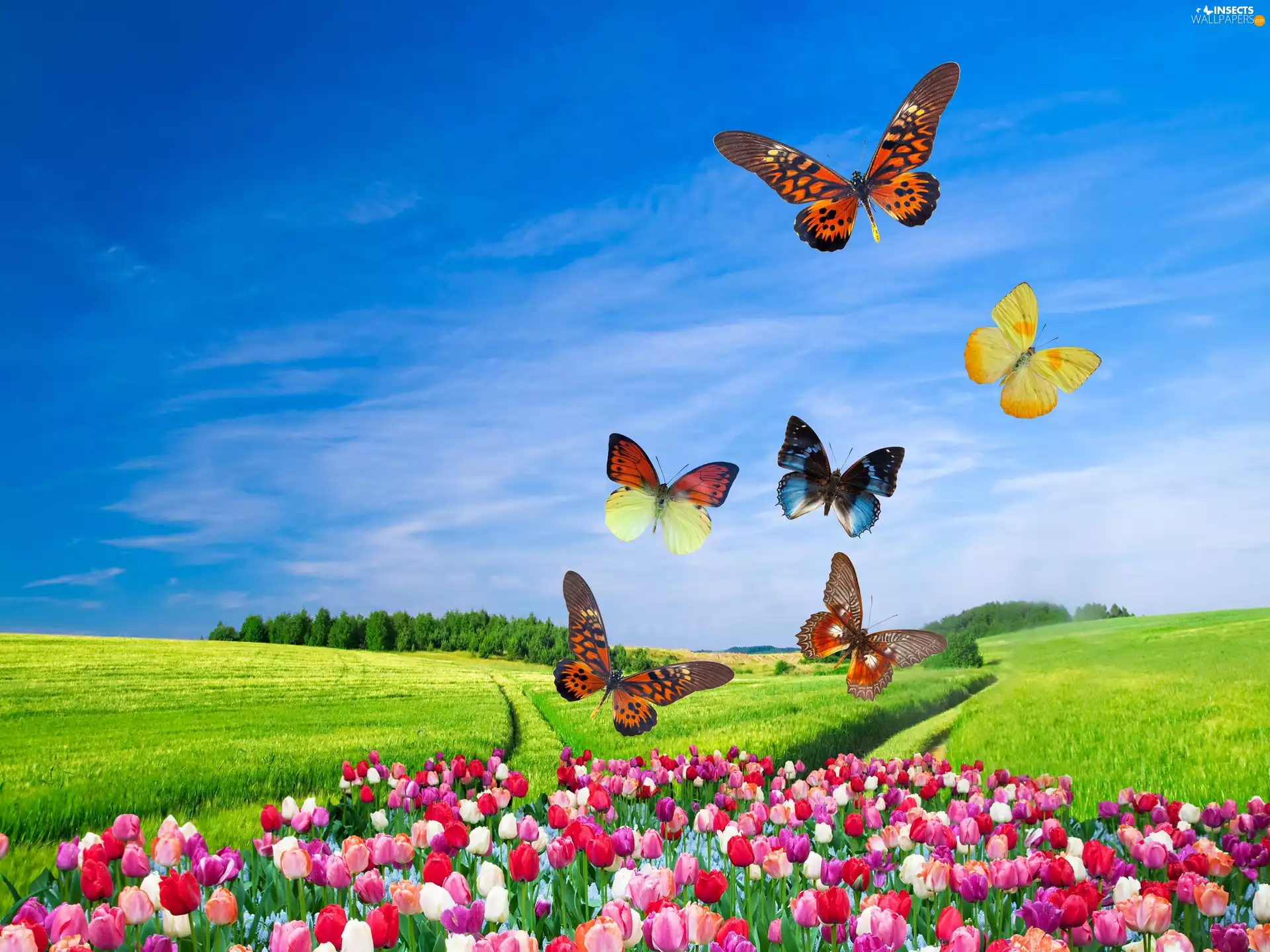 Field, butterflies, 2D, Tulips
