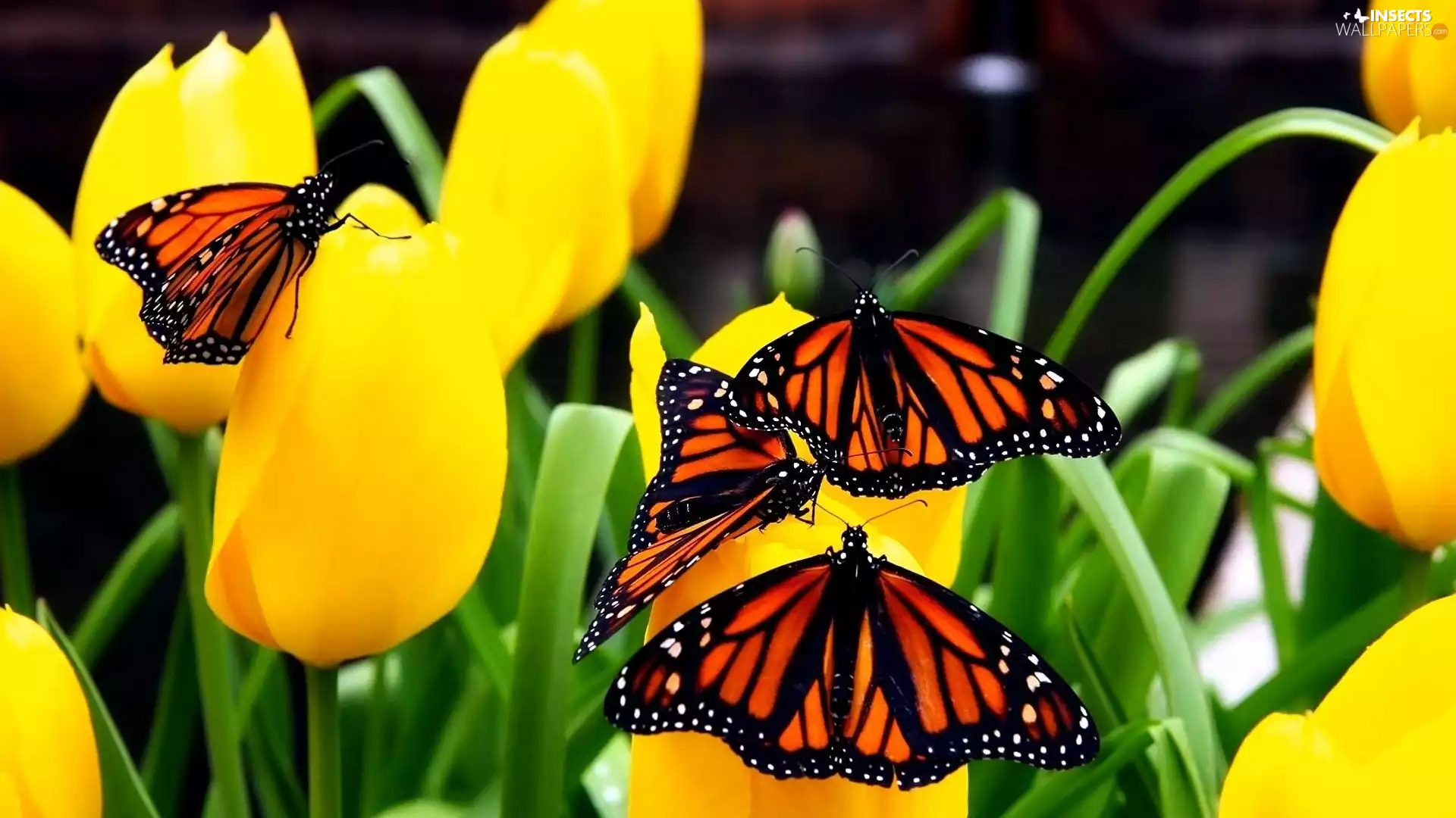 monarch, Monarch Butterfly, Tulips, butterflies, Yellow