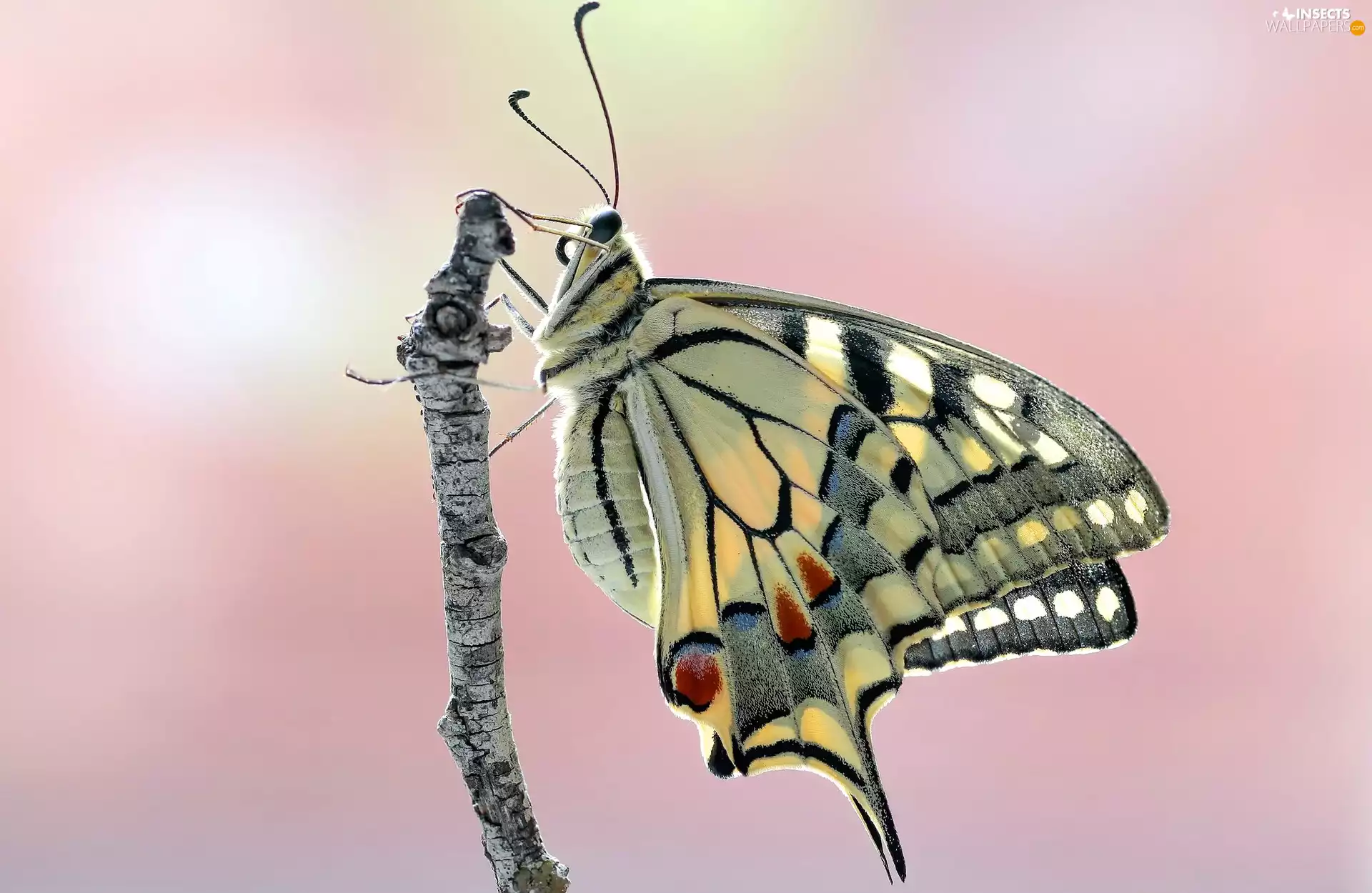 butterfly, twig, Close, Oct Queen