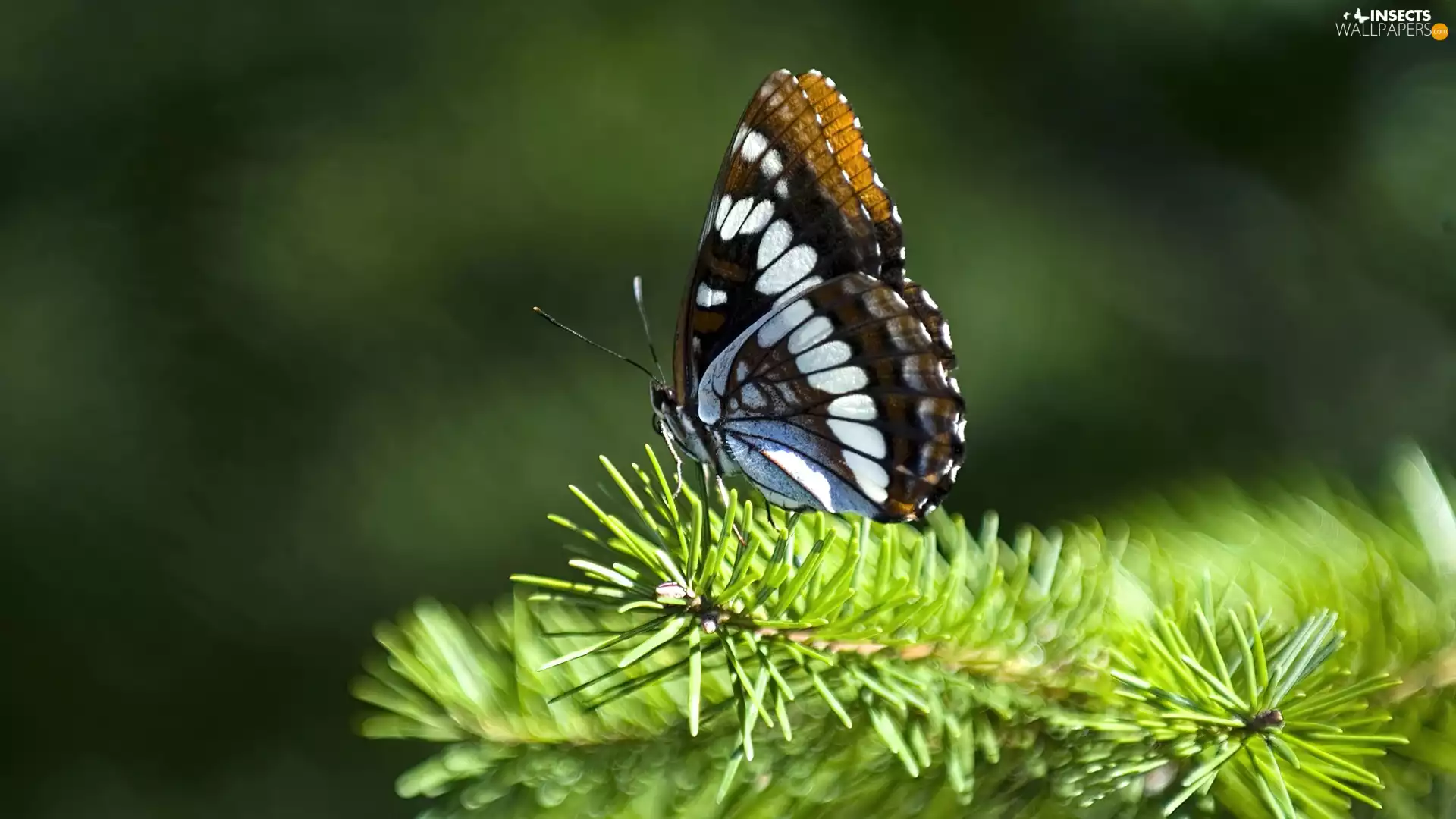 Green, Beatyfull, butterfly, twig