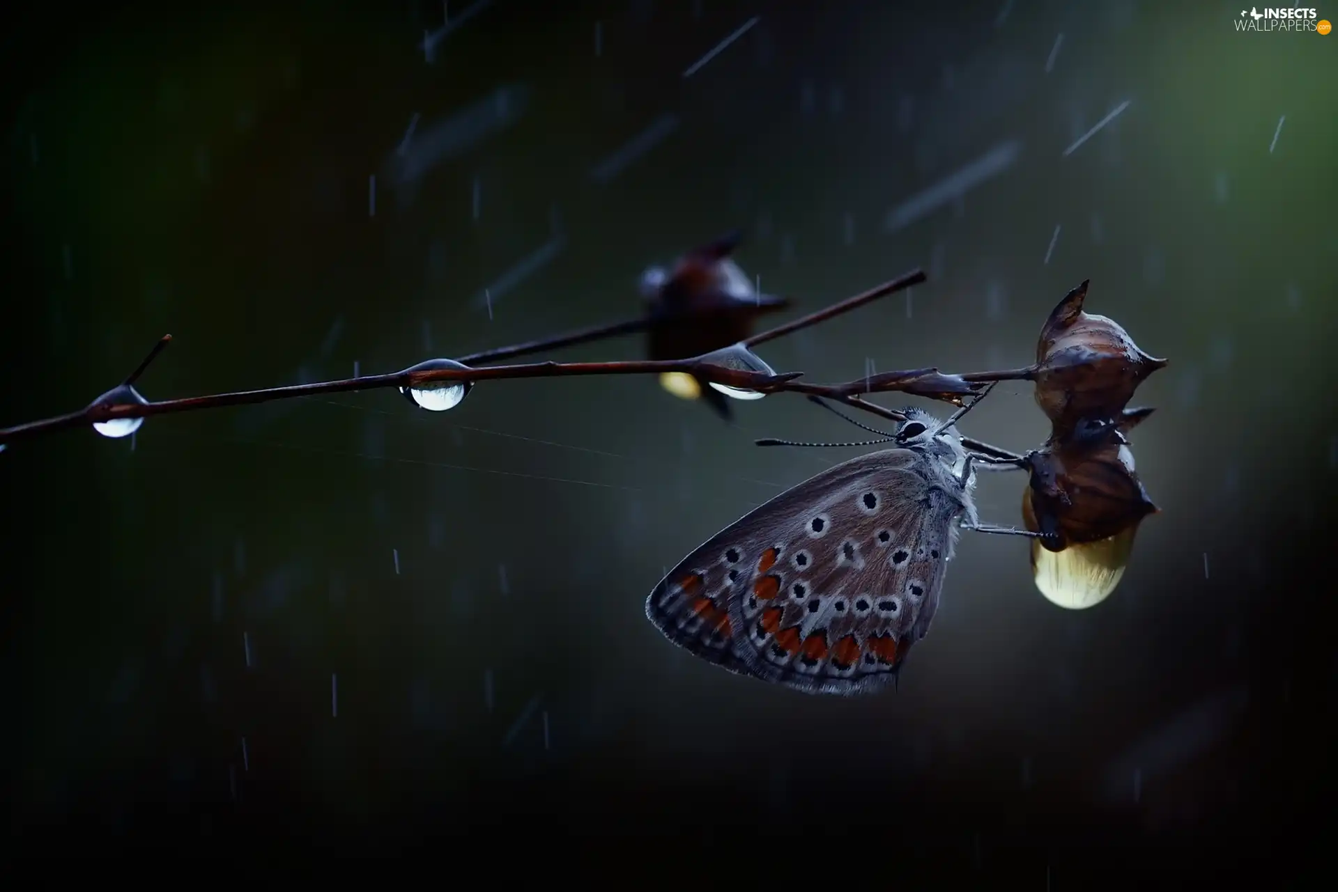 twig, butterfly, drops, Rain, The herb, Dusky Icarus