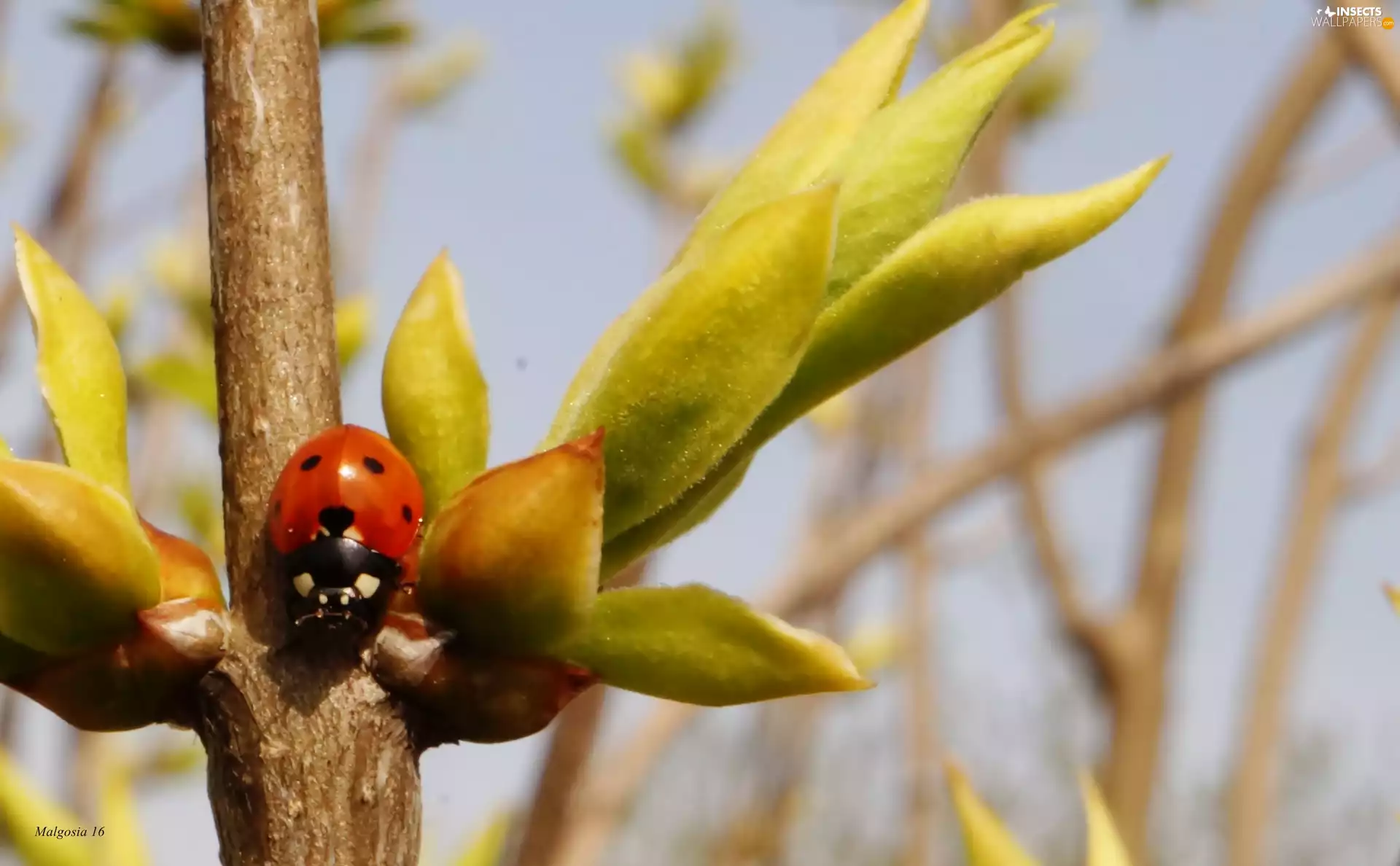 ladybird, young, leaves, twig