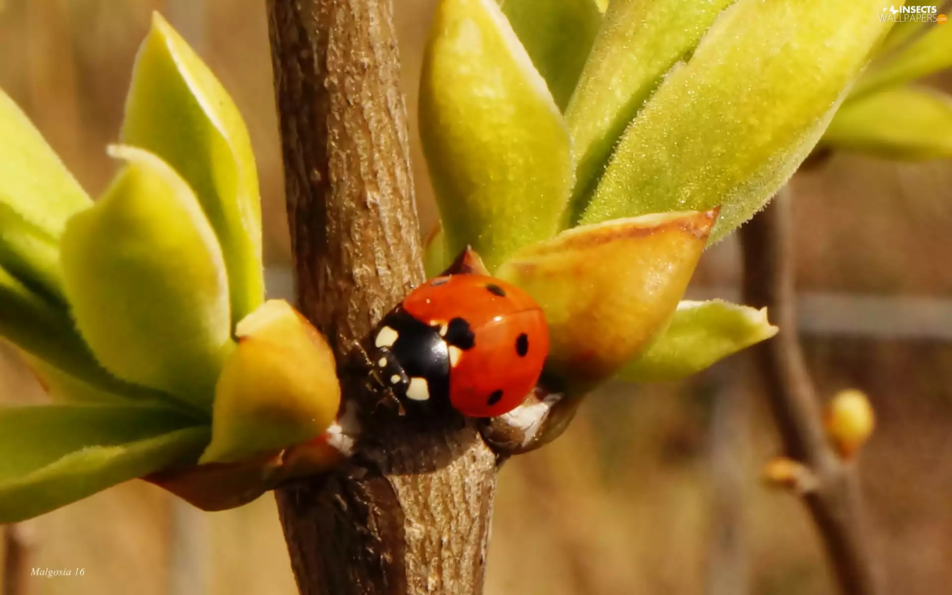 ladybird, young, leaves, twig