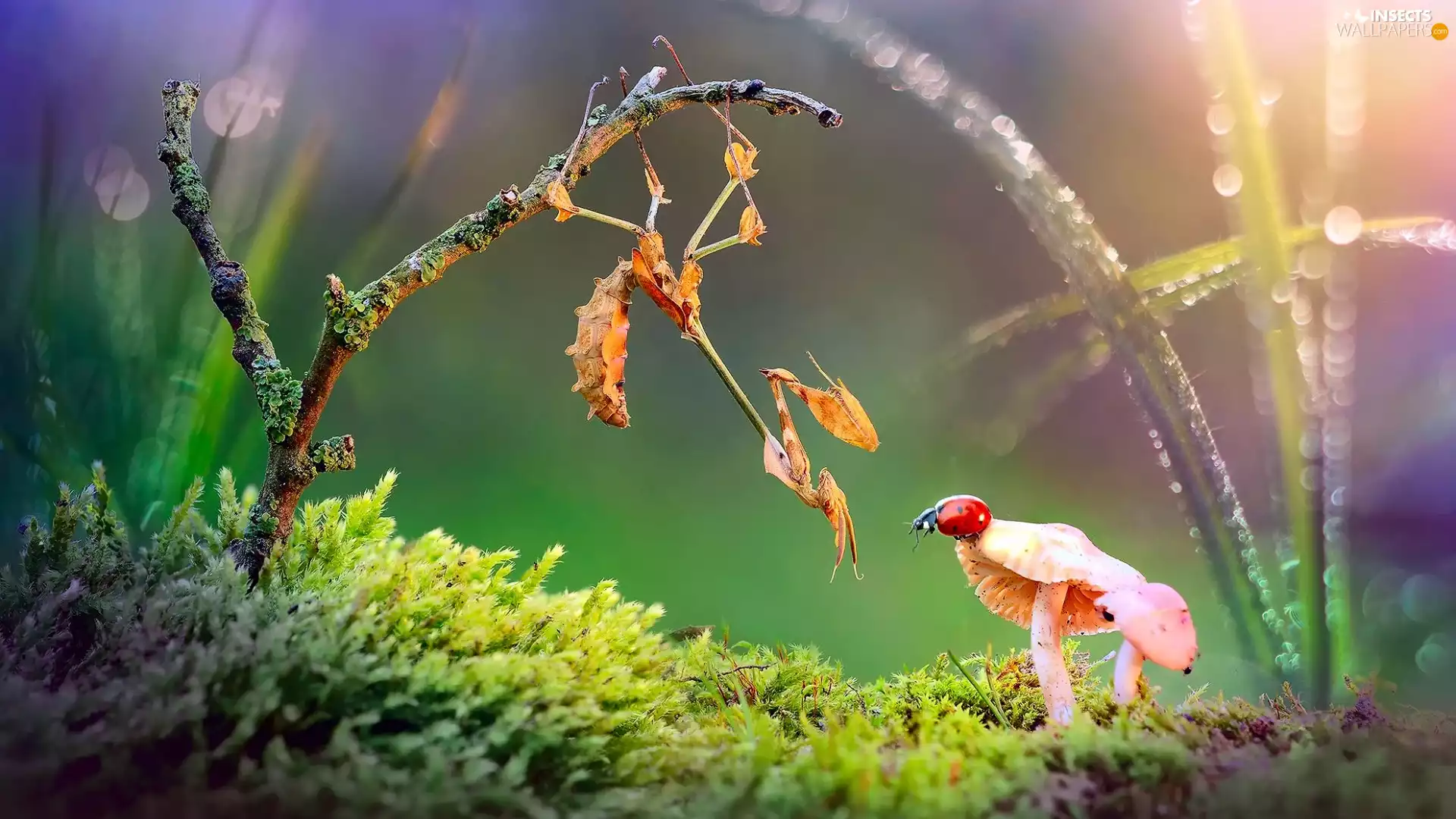 Moss, twig, ladybird, mantis, mushrooms