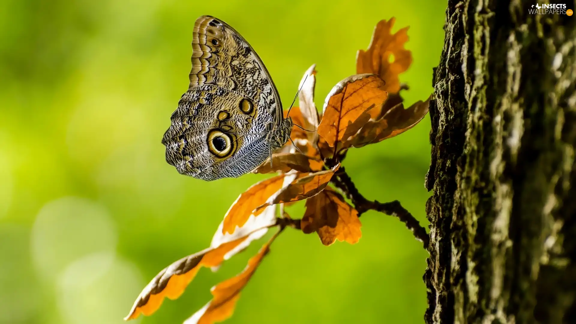 butterfly, twig, Leaf, Caligo eurilochus