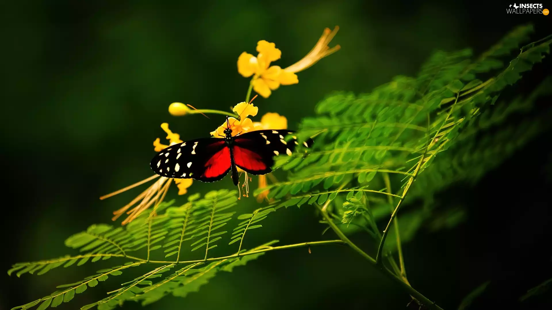 Colourfull Flowers, butterfly, Twigs