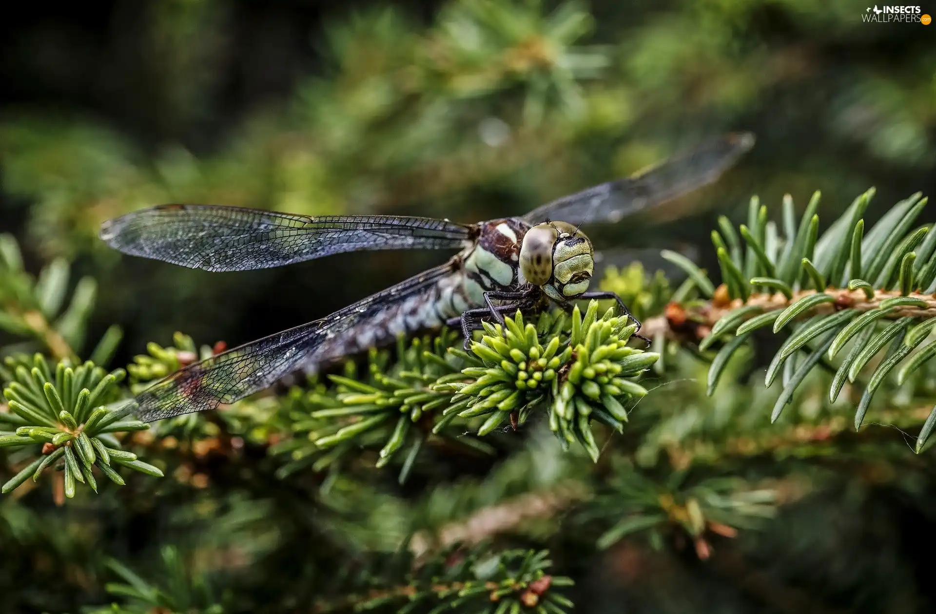 spruce, dragon-fly, Twigs