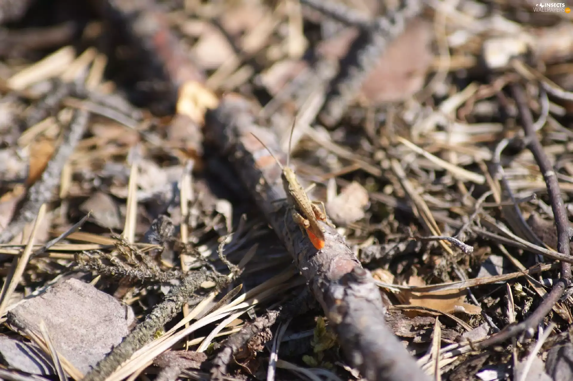 Twigs, grasshopper, litter