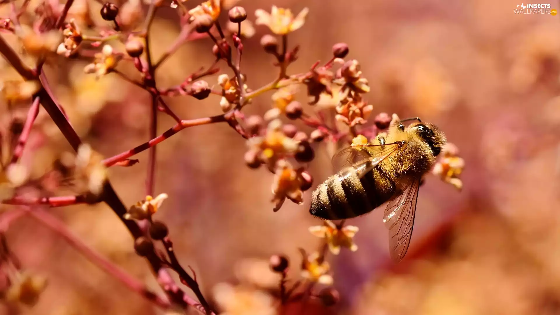 trees, Buds, bee, Twigs