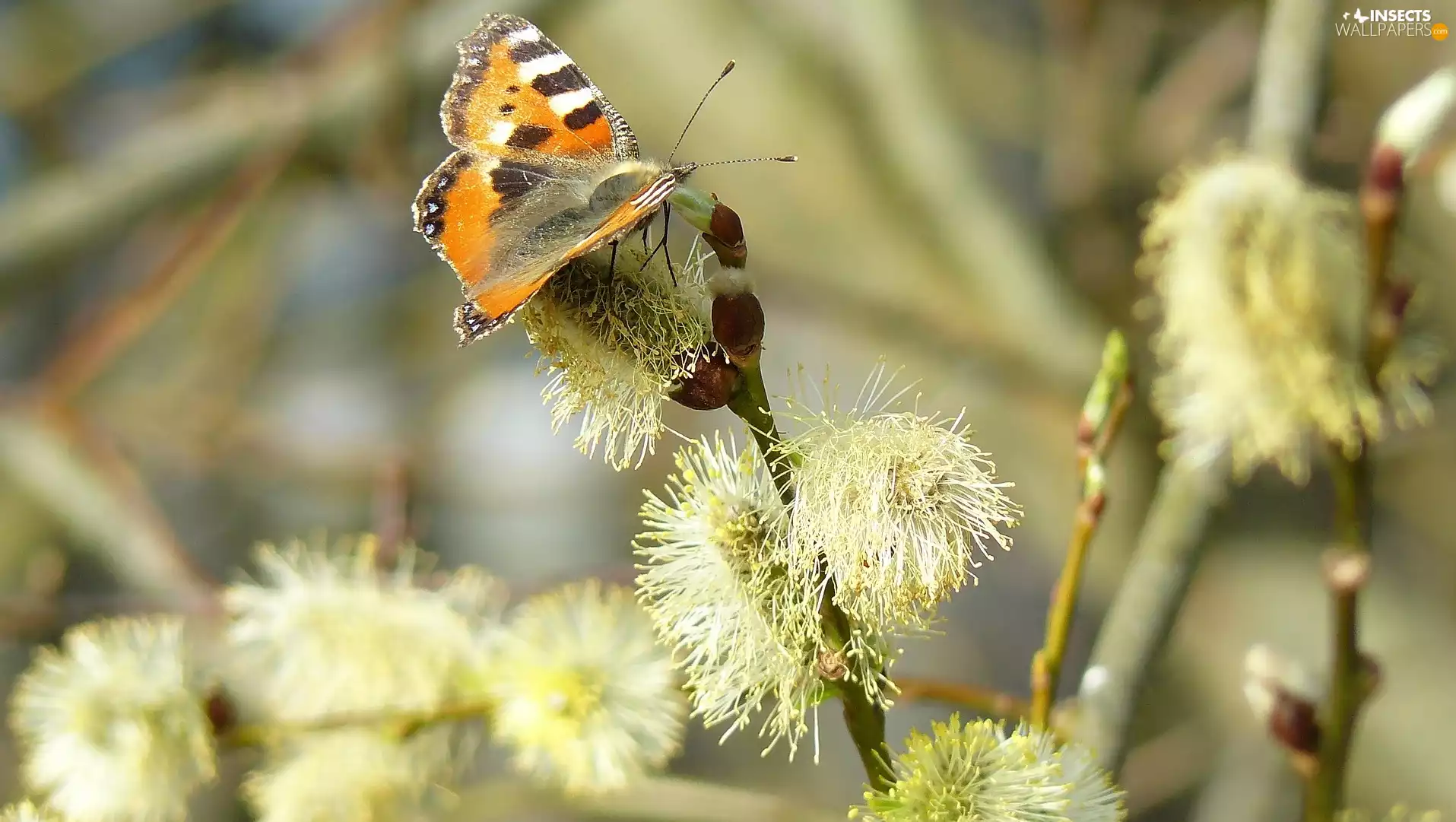 butterfly, Twigs, willow, Small Tortoiseshell