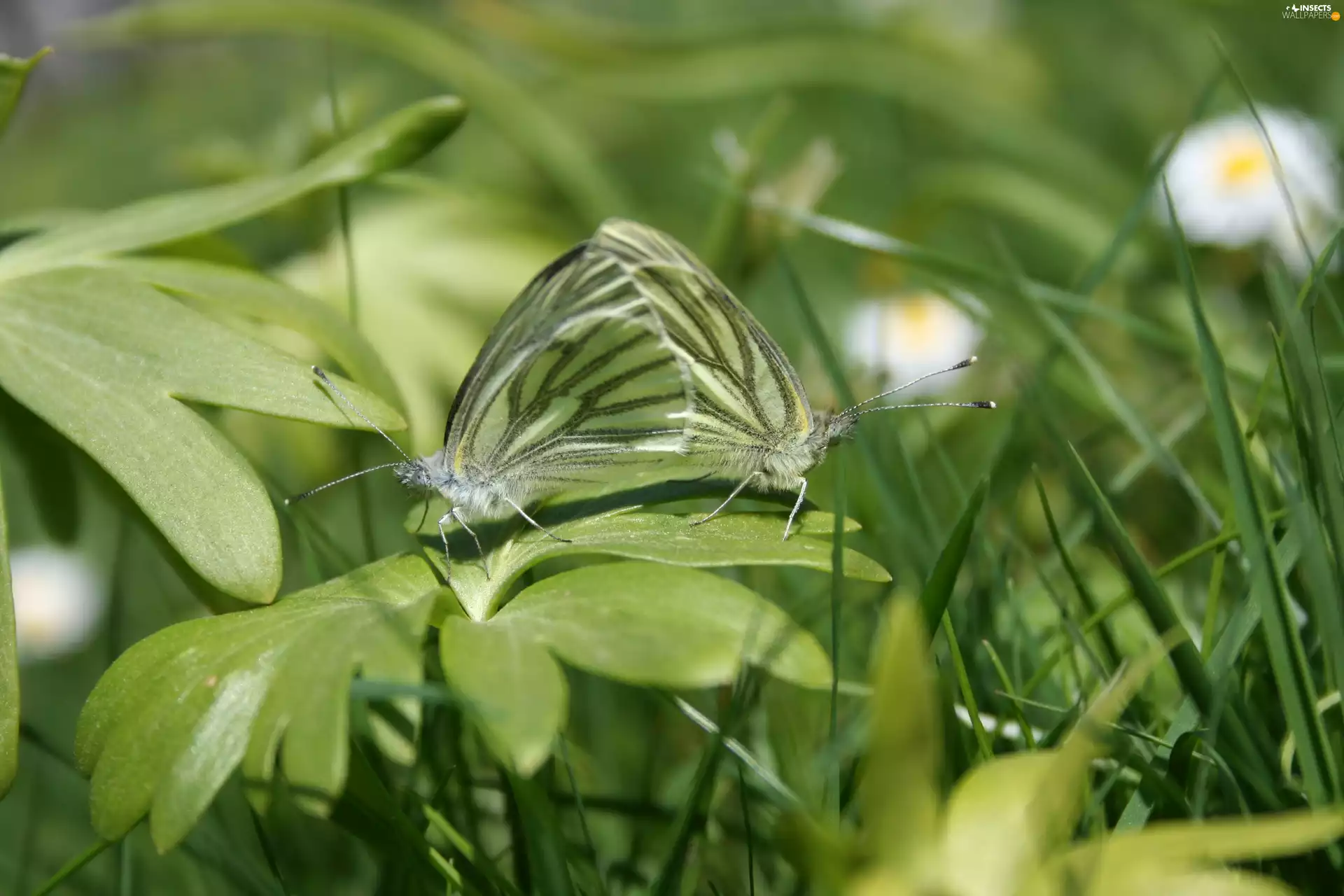 butterflies, Two cars, green ones