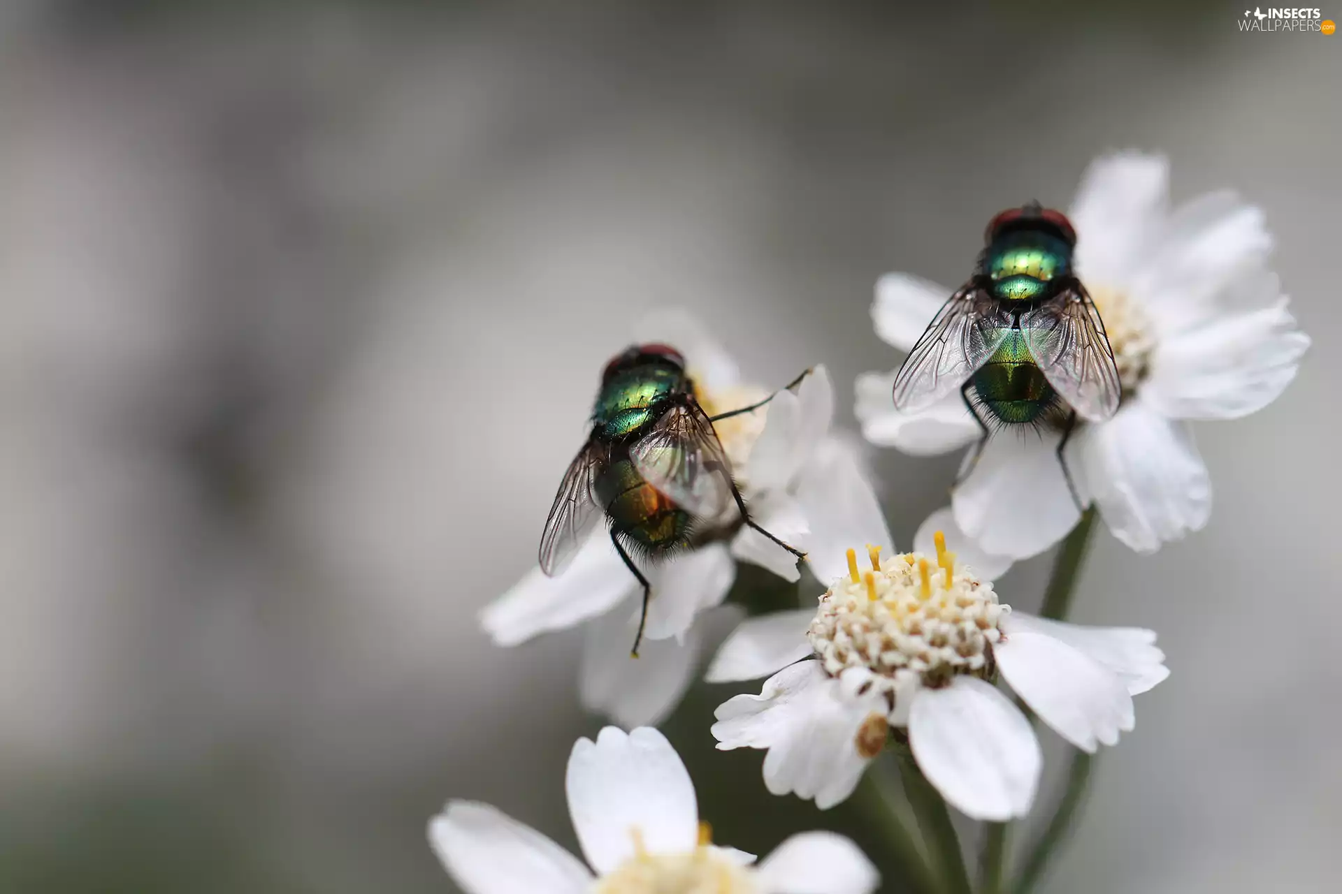 Flies, Scheele, Flowers, Two
