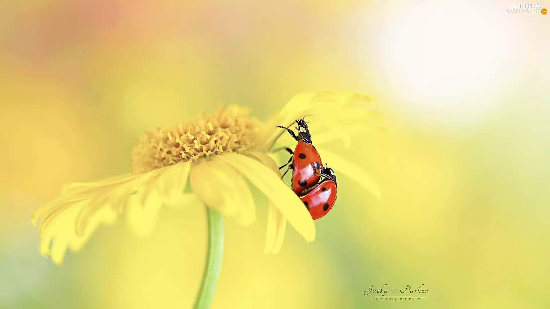 ladybugs, Close, Yellow, Two, Colourfull Flowers
