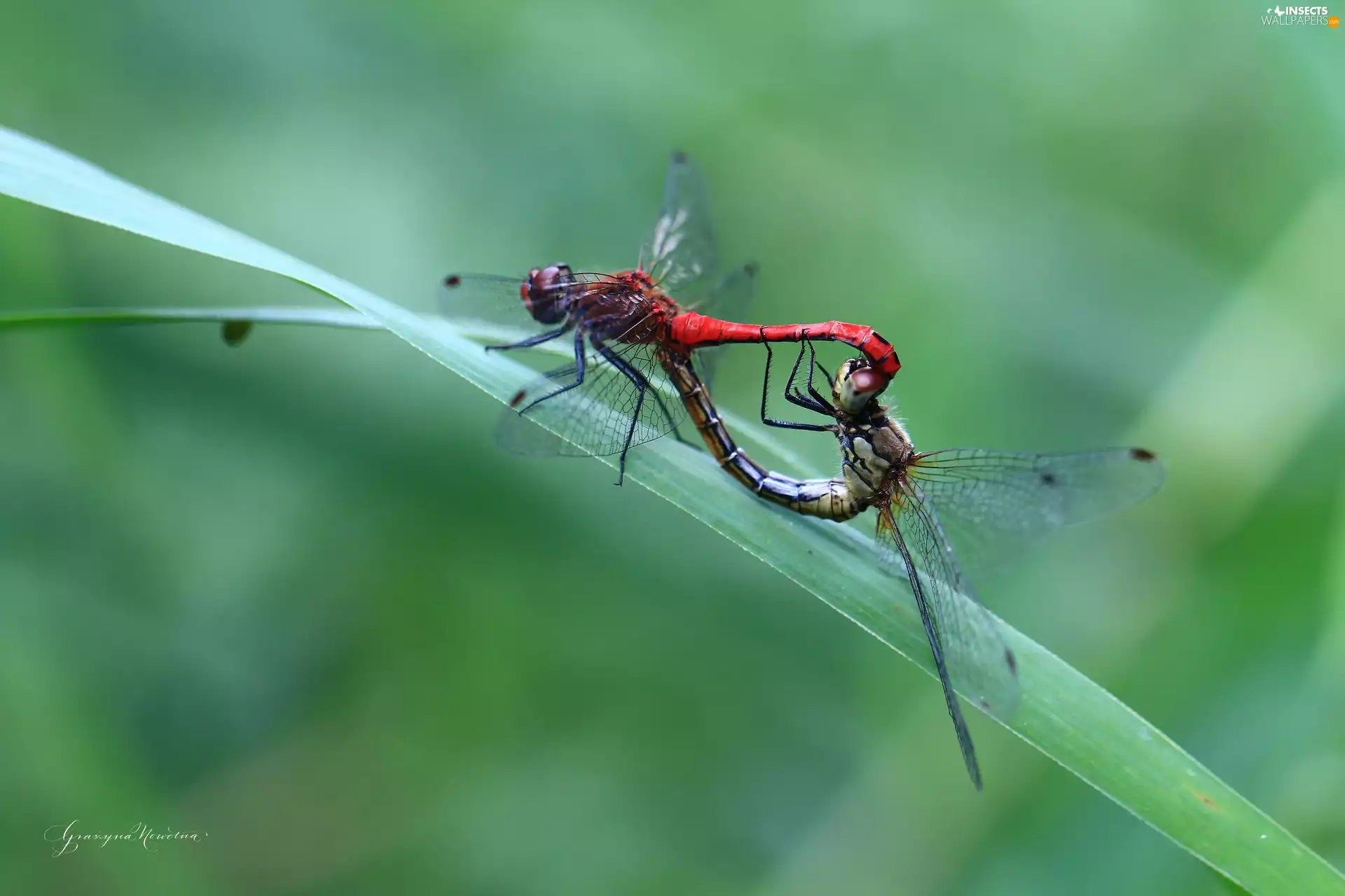 insects, dragon-fly, Two