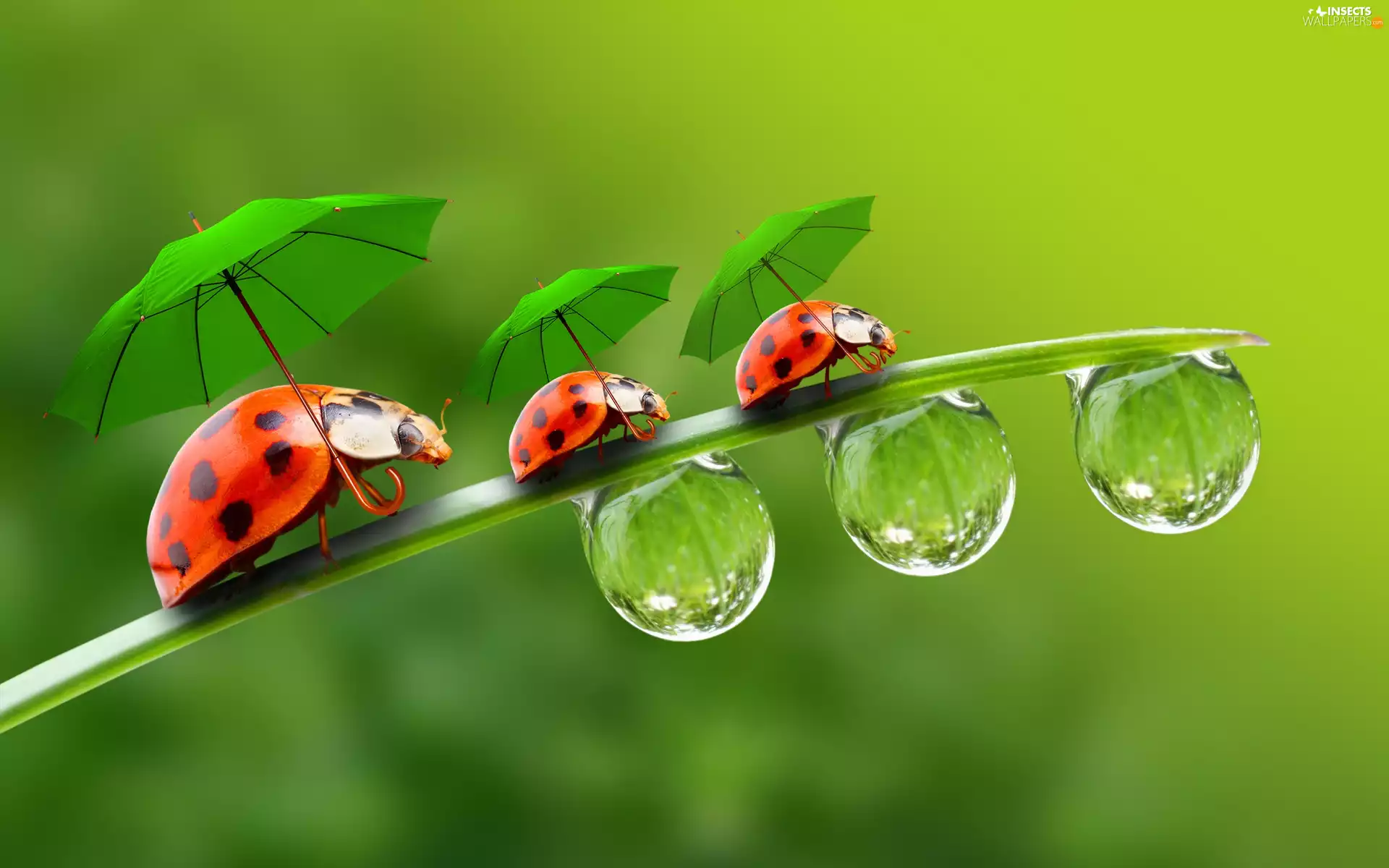 ladybugs, drops, water, umbrellas