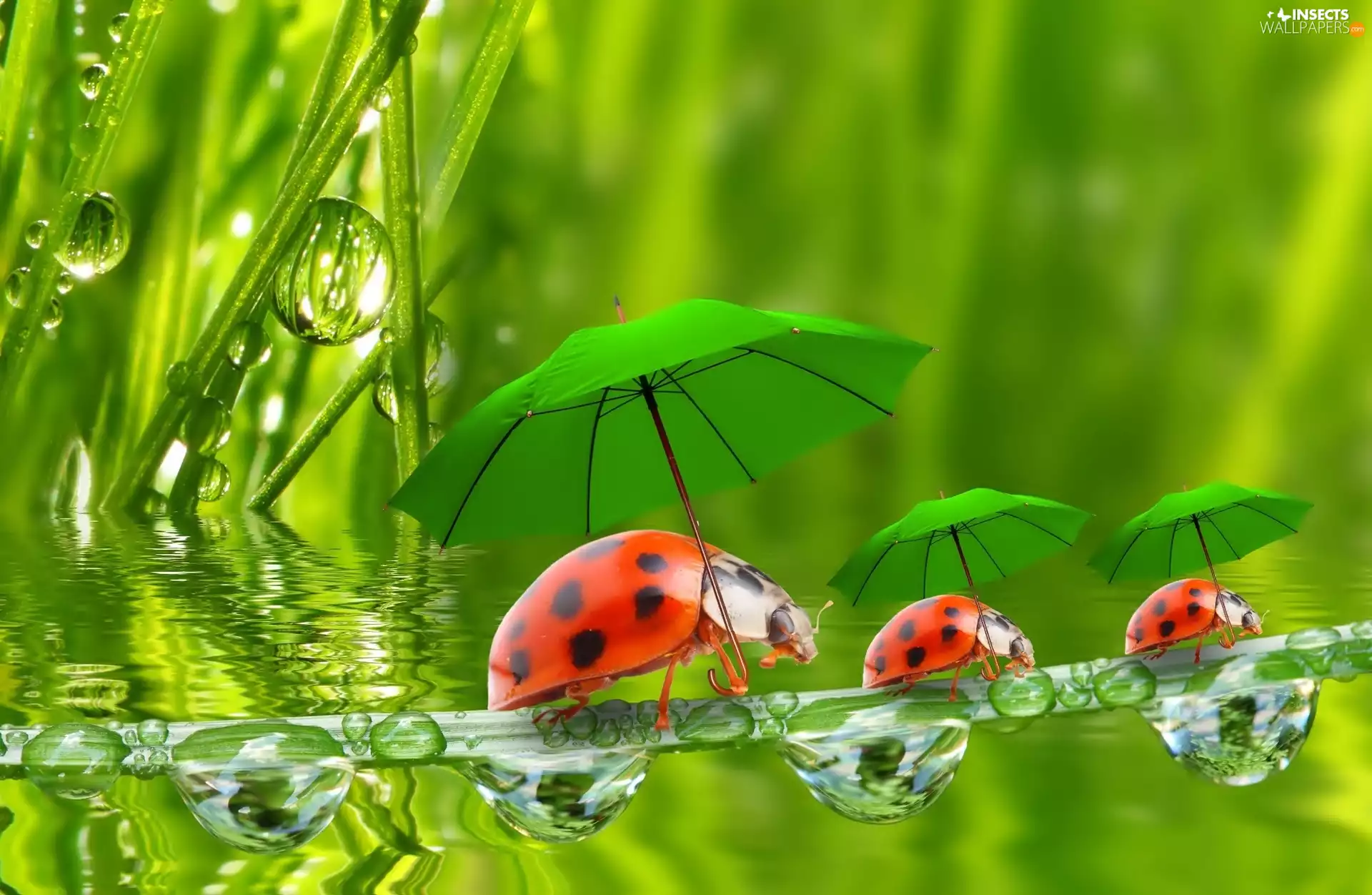 ladybugs, drops, water, umbrellas