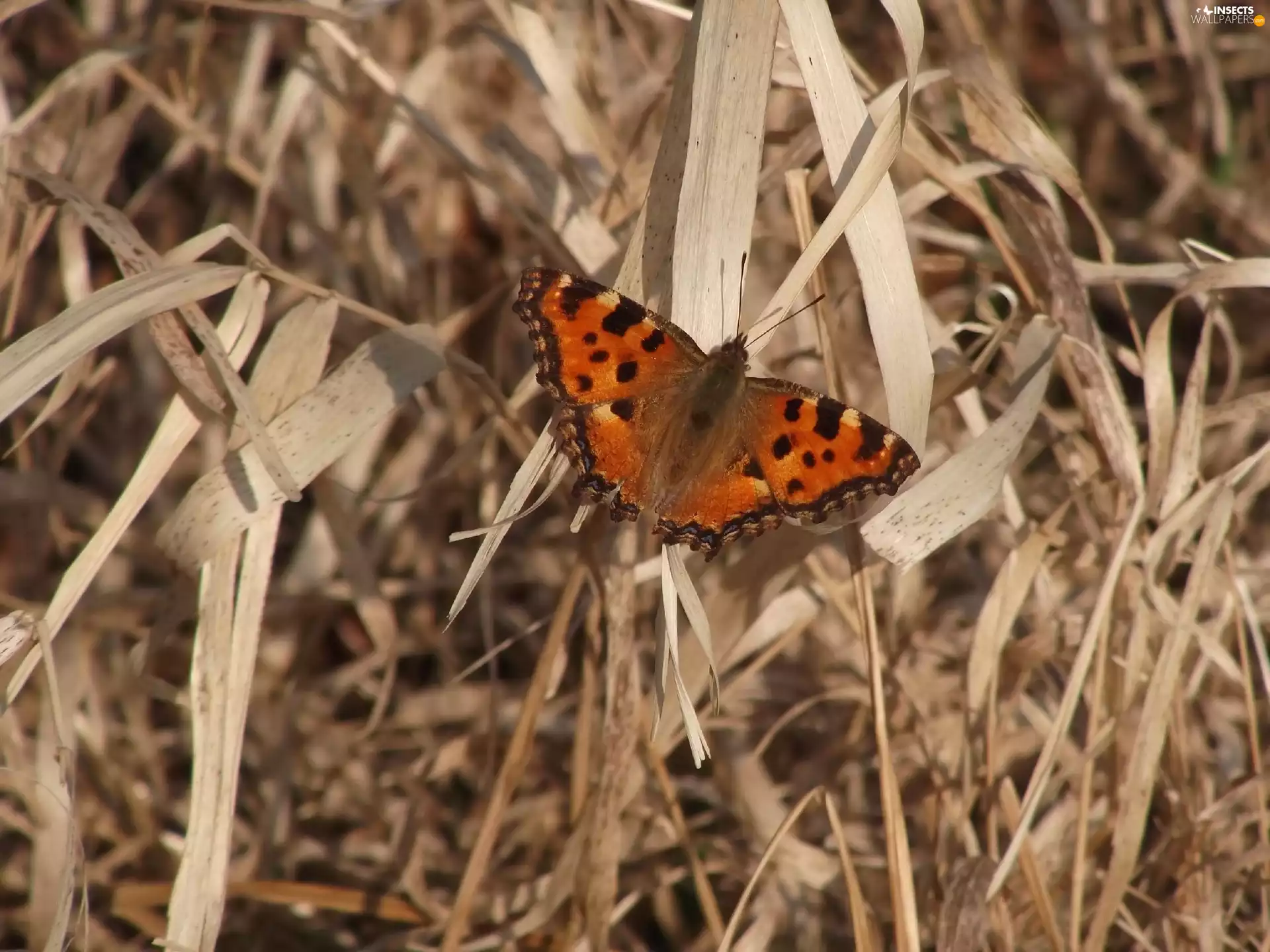 butterfly, dry, grass, undine