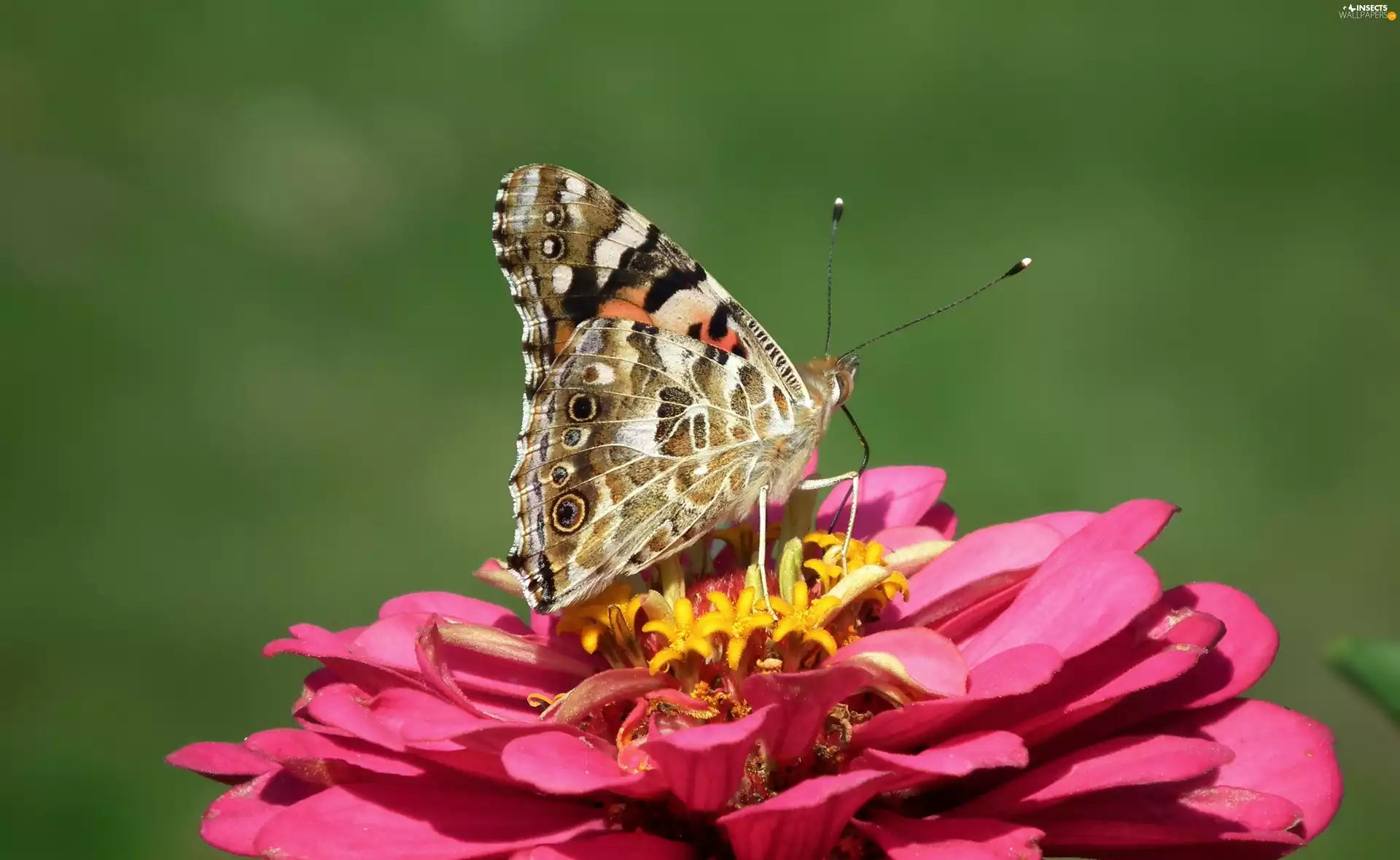 Colourfull Flowers, zinnia, undine, Cardui, butterfly