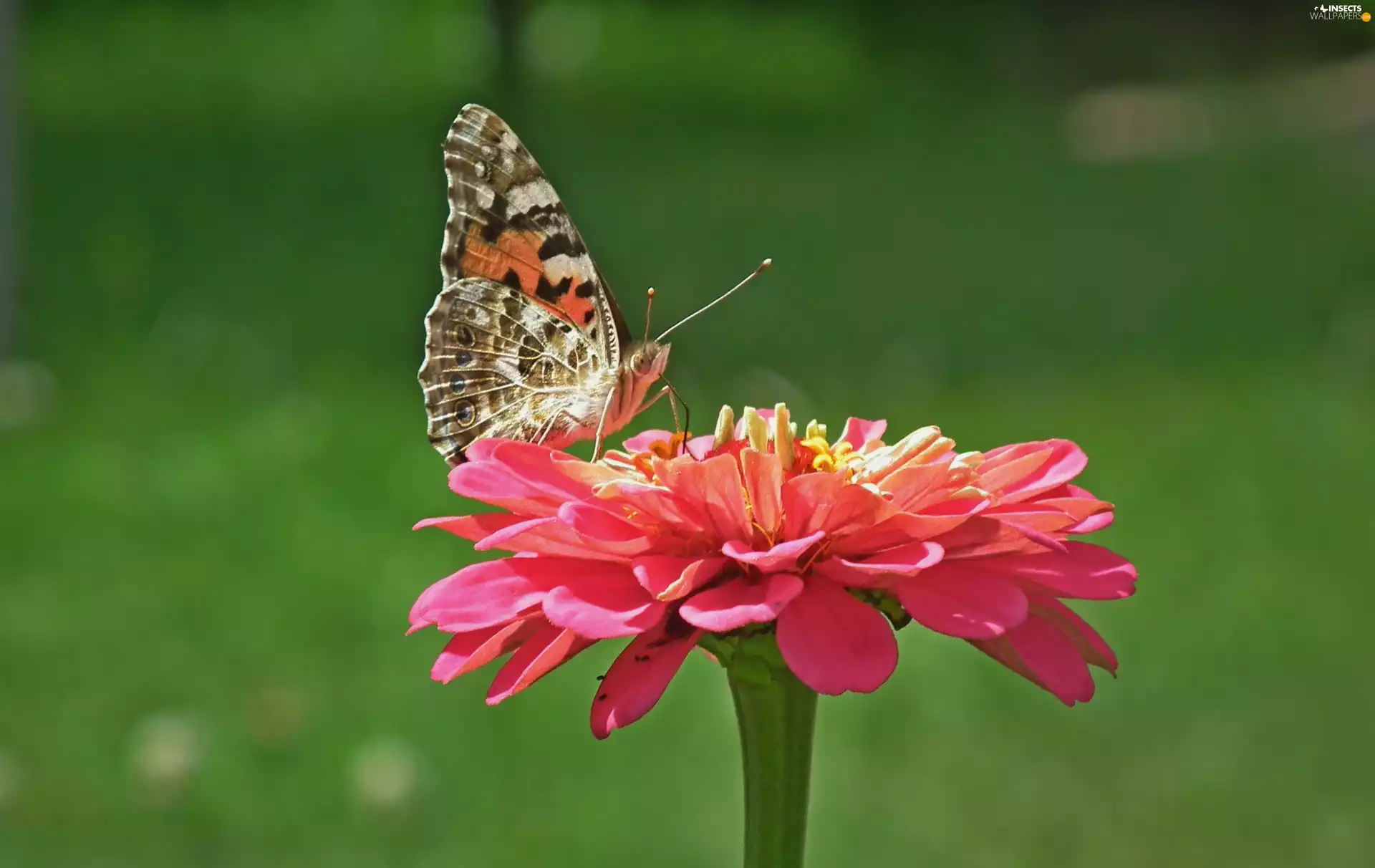 Colourfull Flowers, zinnia, undine, Cardui, butterfly