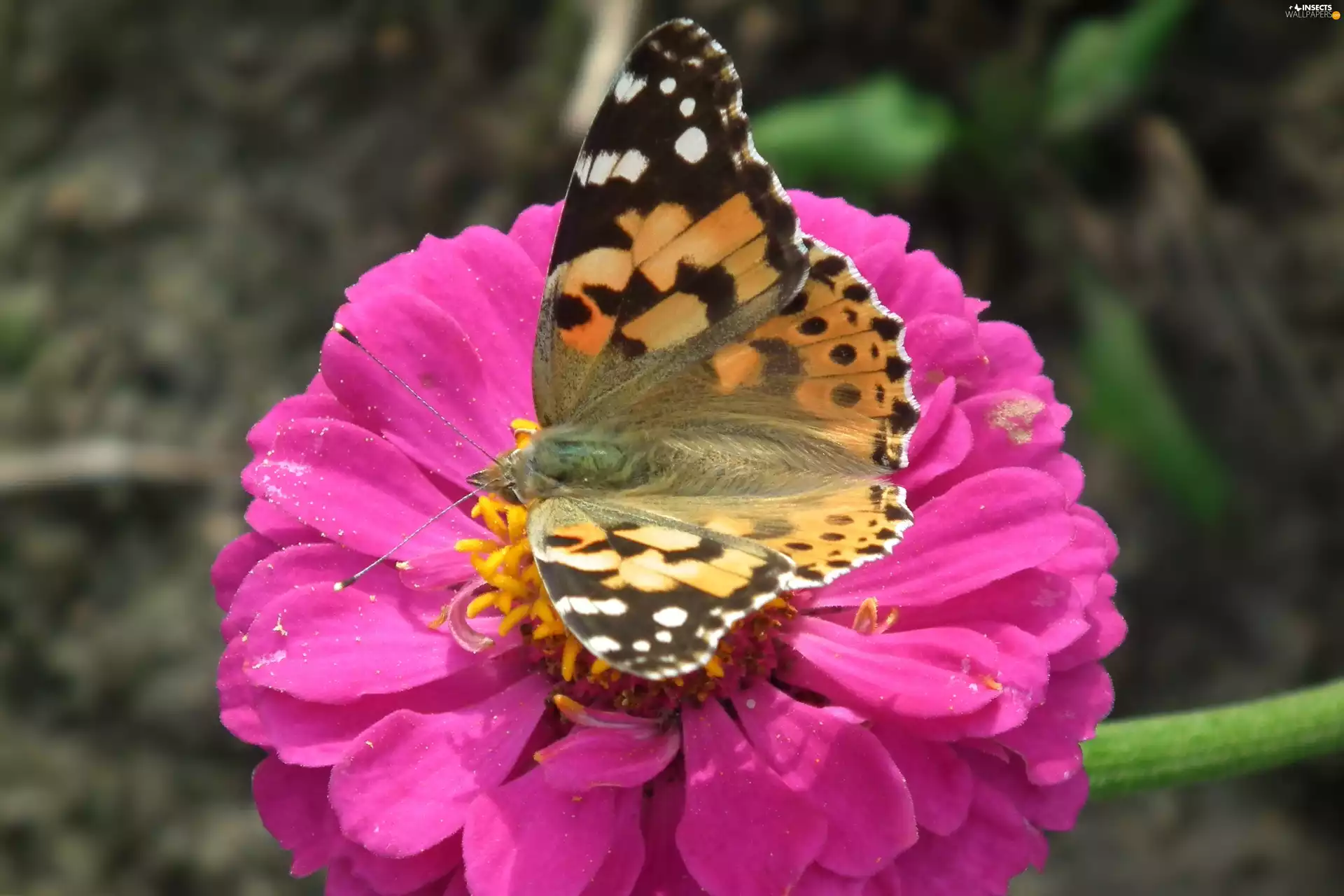 Colourfull Flowers, zinnia, undine, Cardui, butterfly