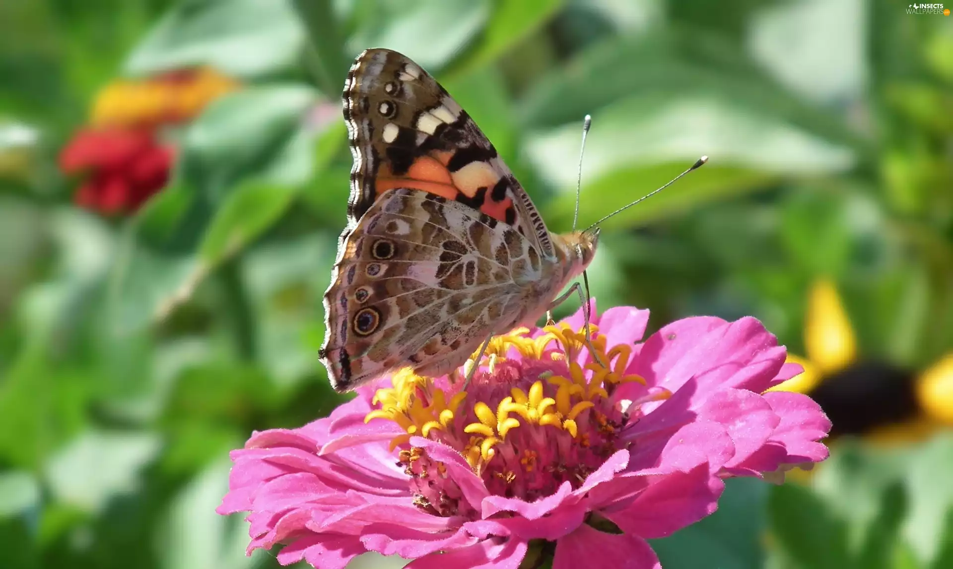 Colourfull Flowers, zinnia, undine, Cardui, butterfly