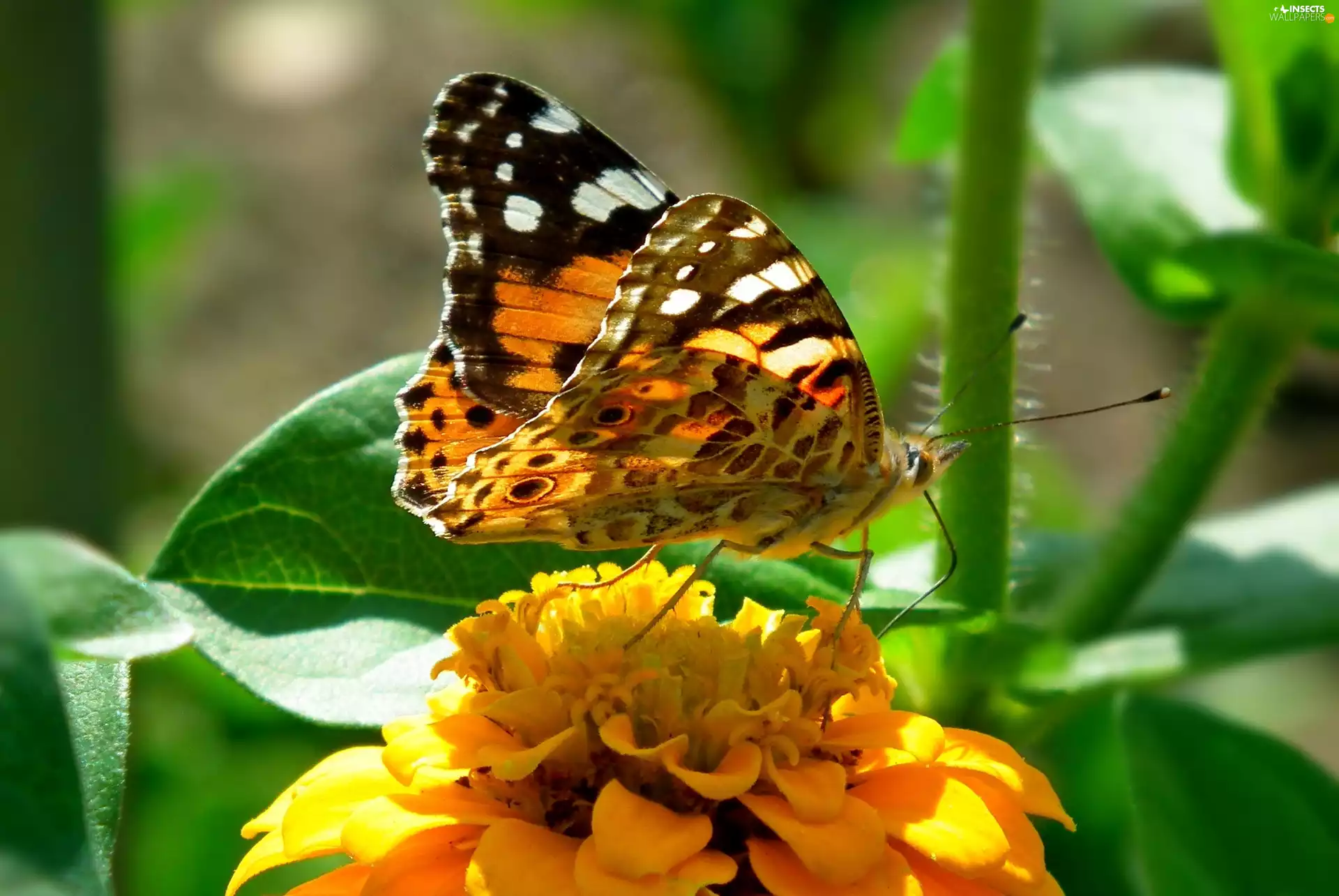 Colourfull Flowers, zinnia, undine, Cardui, butterfly