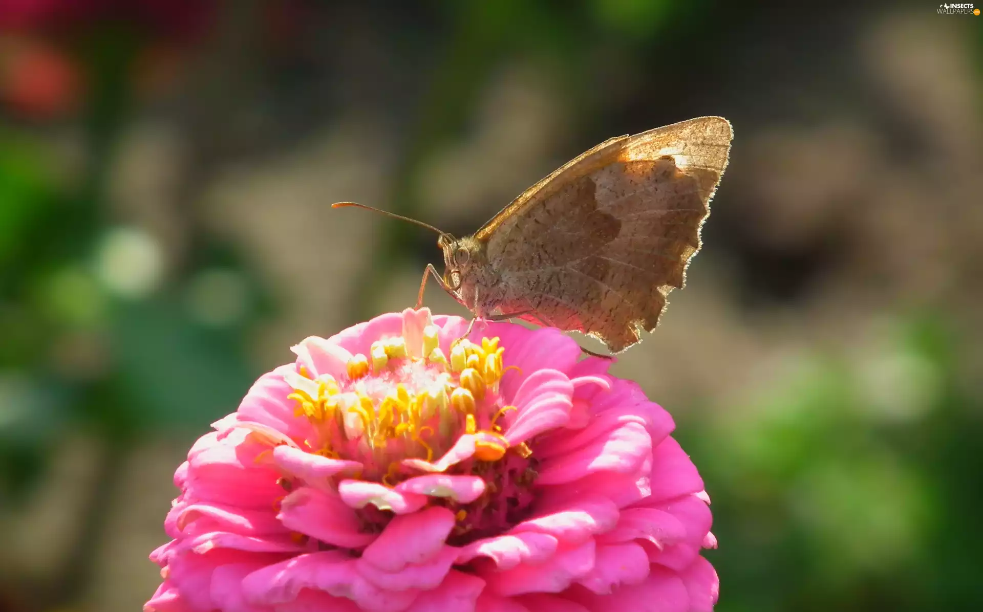 Colourfull Flowers, zinnia, undine, tortoiseshell, butterfly