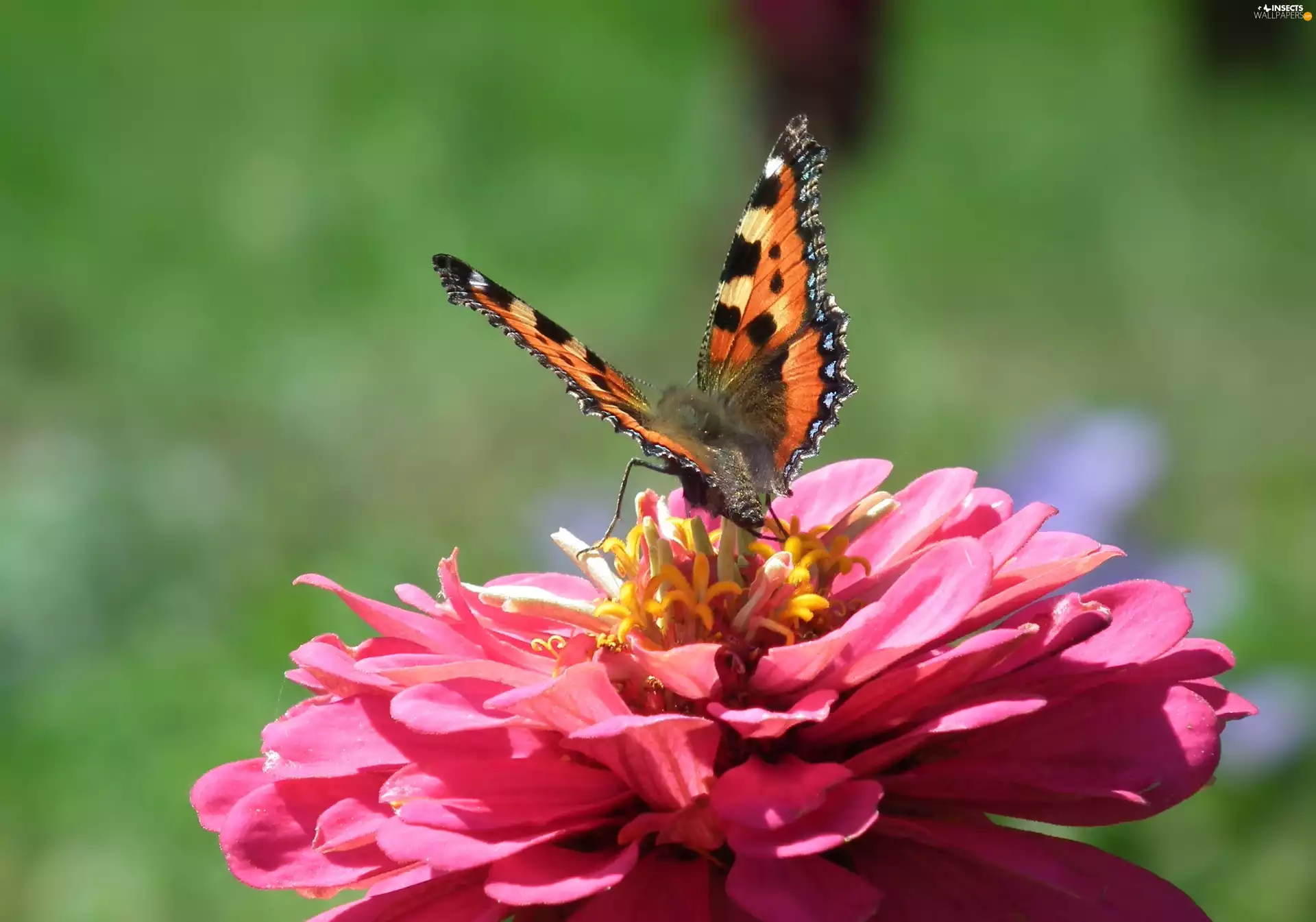 Colourfull Flowers, zinnia, undine, tortoiseshell, butterfly