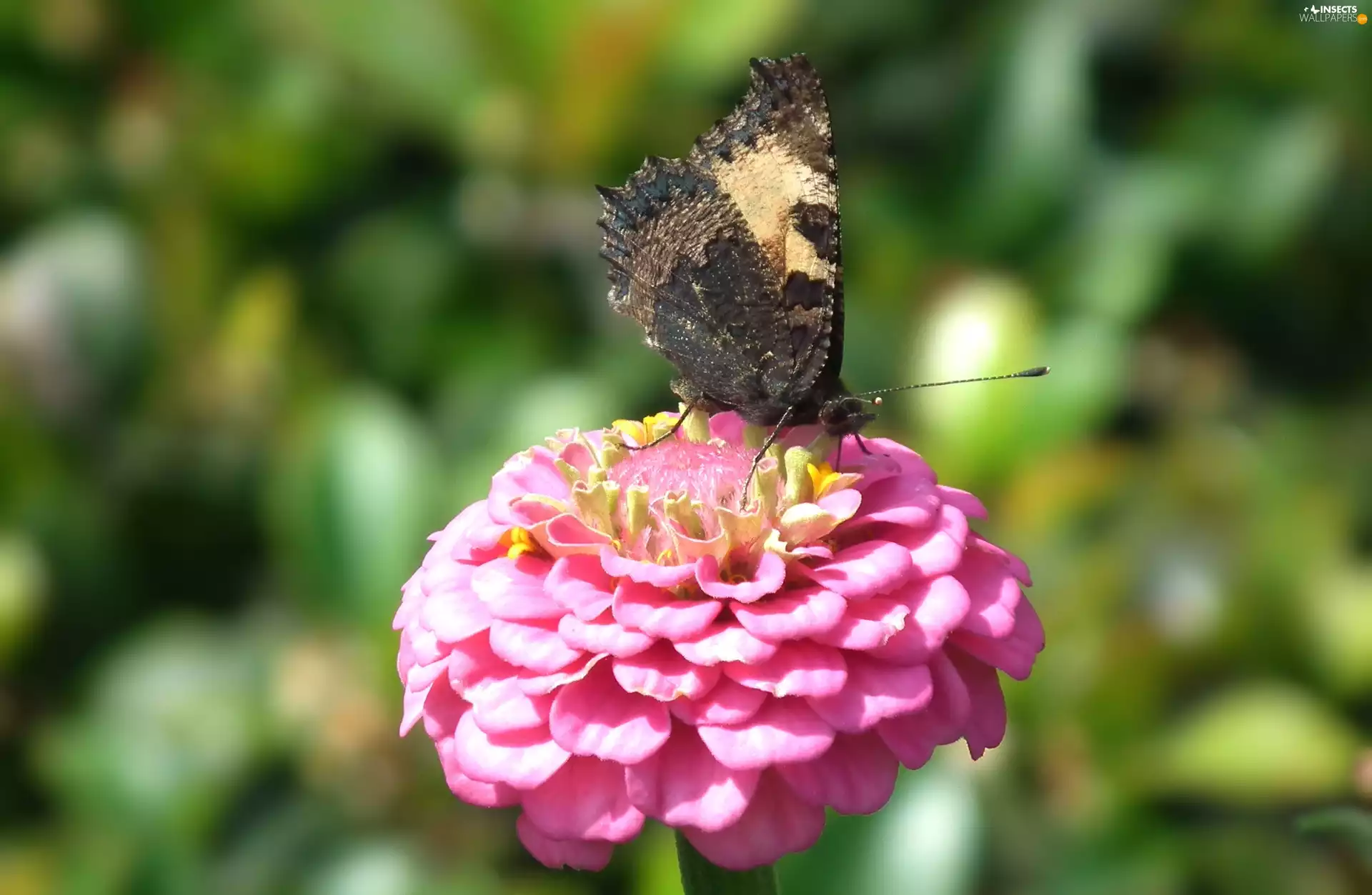 Colourfull Flowers, zinnia, undine, tortoiseshell, butterfly